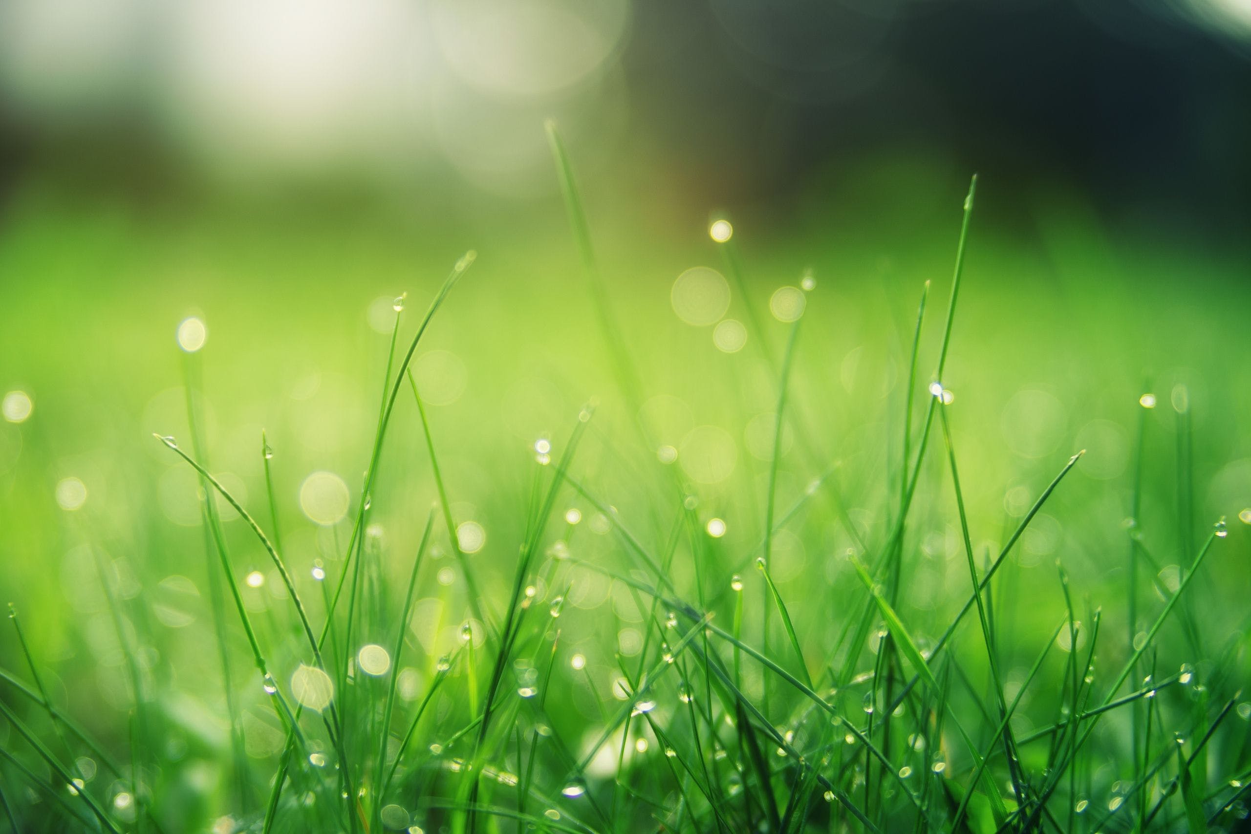 Grass Wallpapers Top Free Grass Backgrounds WallpaperAccess