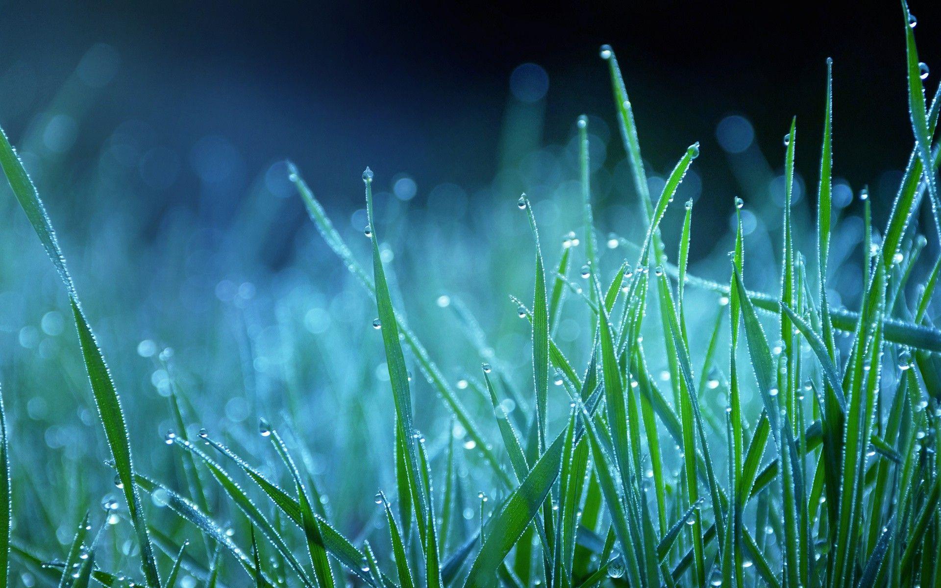 Grass Wallpapers Top Free Grass Backgrounds WallpaperAccess