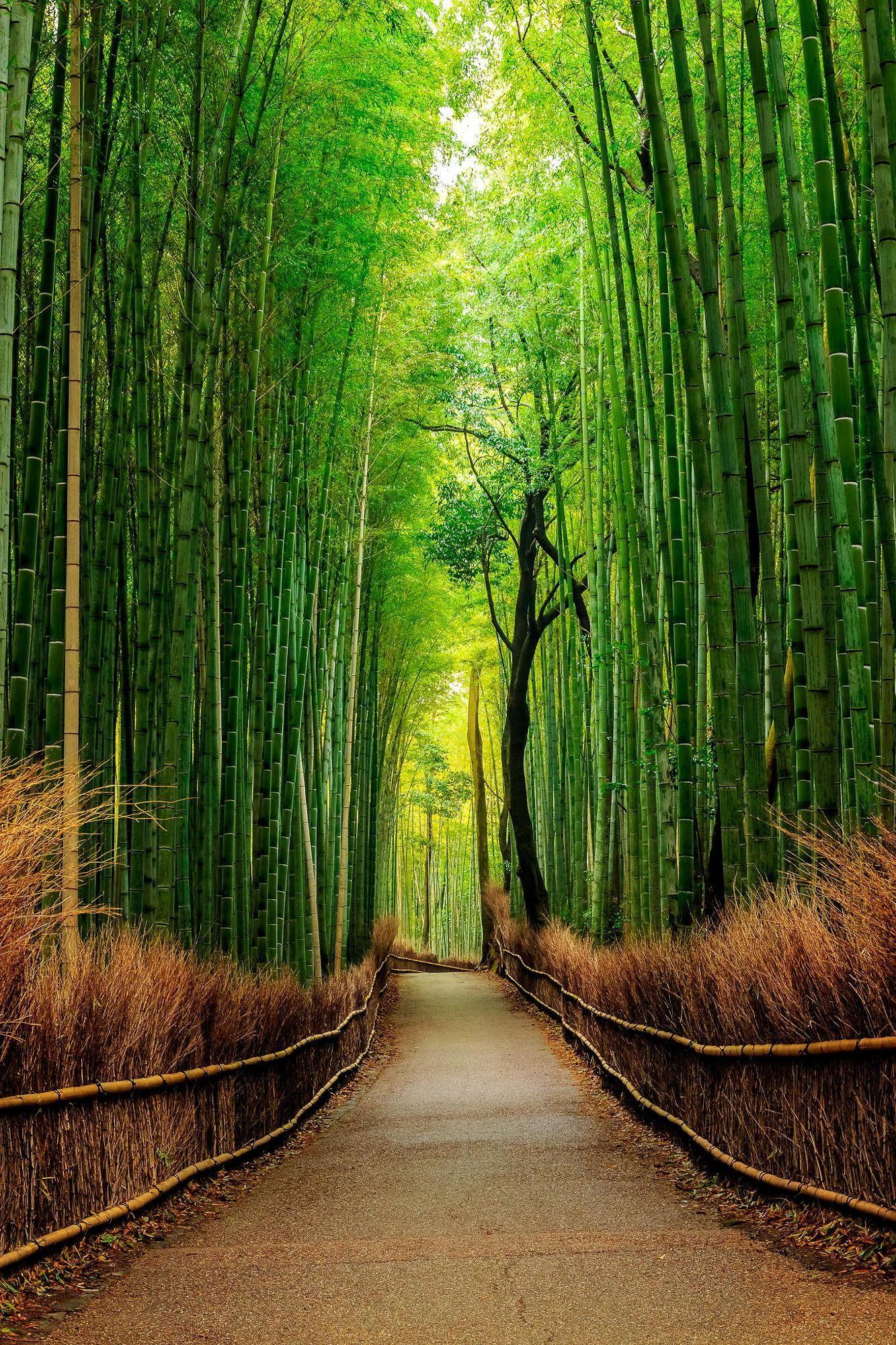 Bamboo Forest Wallpapers Top Free Bamboo Forest Backgrounds