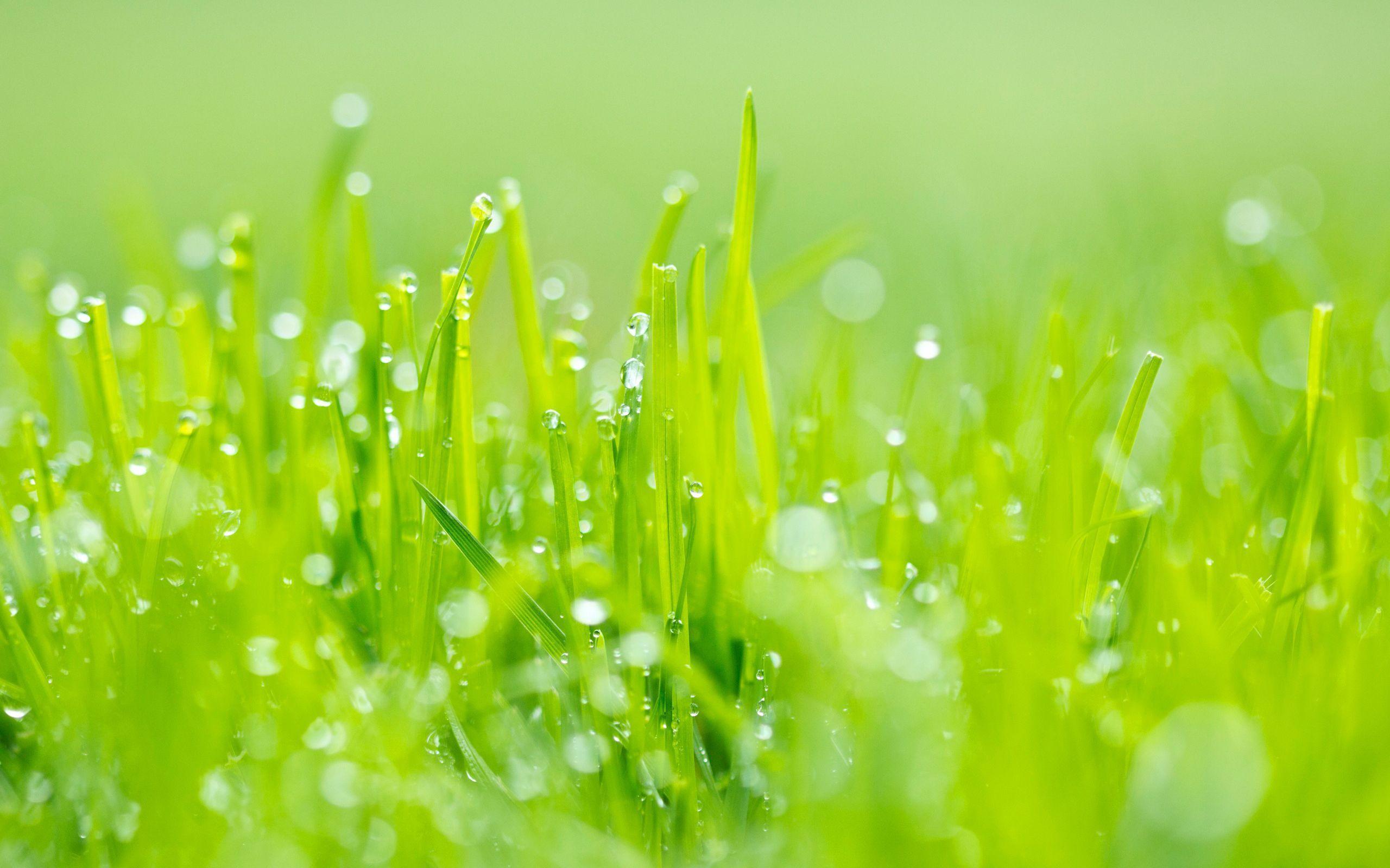 Green Grass Wallpapers Top Free Green Grass Backgrounds WallpaperAccess