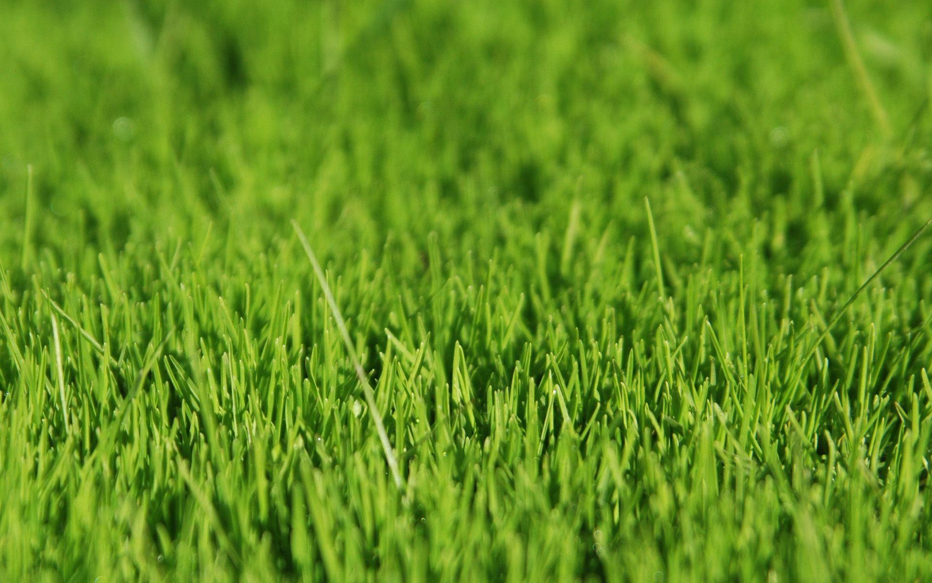 Grass Wallpapers Top Free Grass Backgrounds WallpaperAccess
