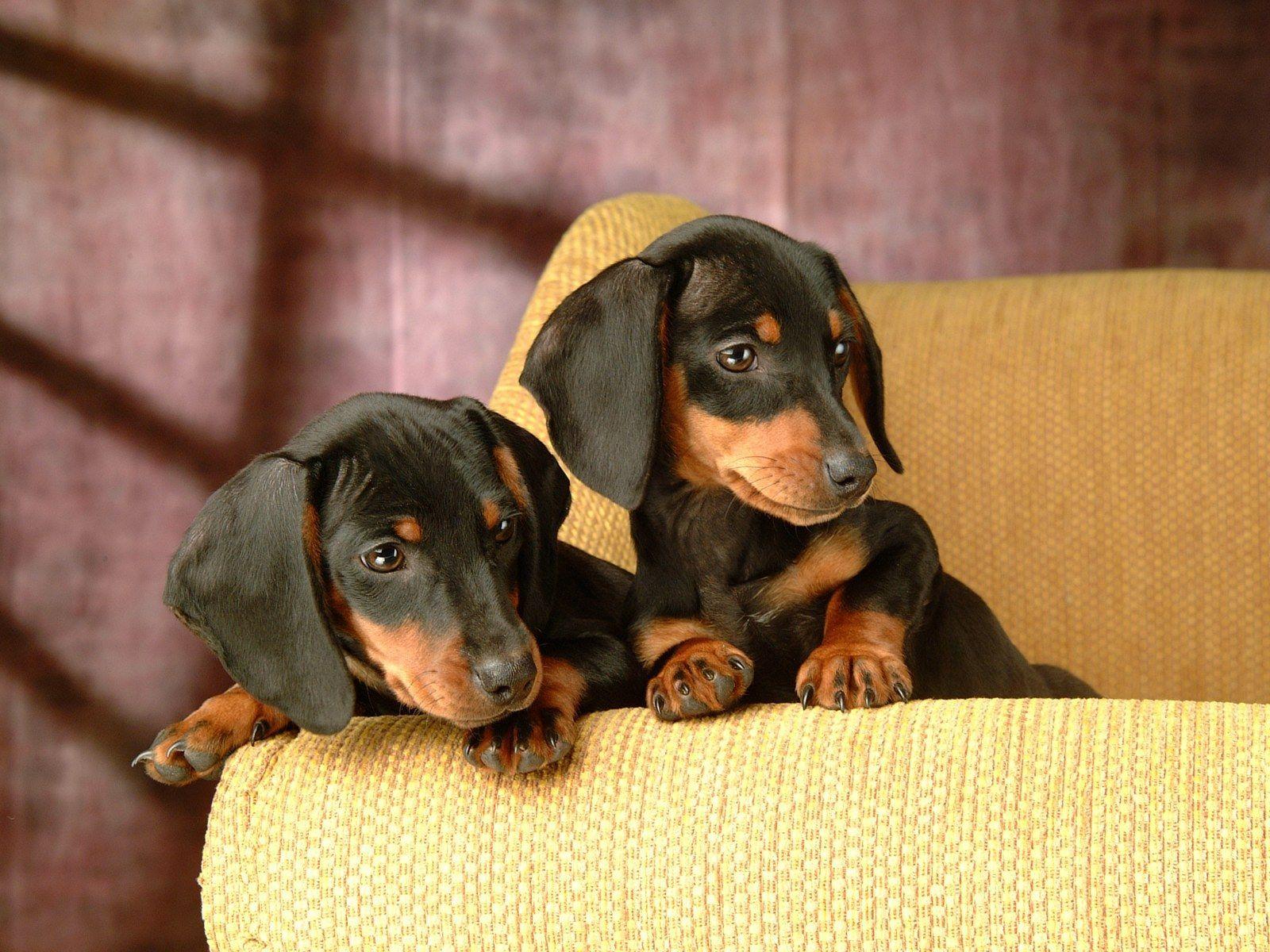 Dachshund Puppy Wallpapers Top Free Dachshund Puppy Backgrounds WallpaperAccess