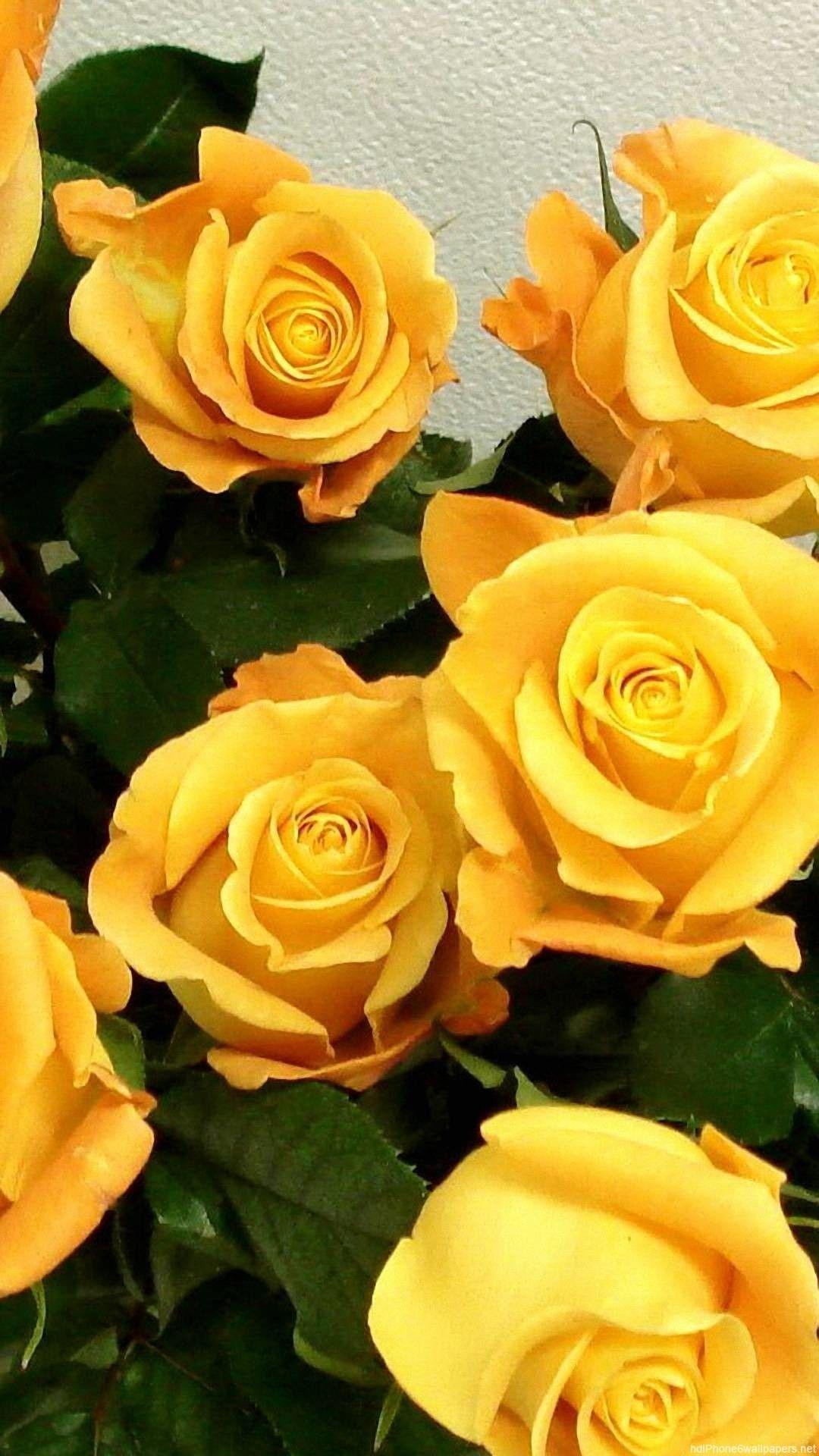 Yellow Flower Phone Wallpapers Top Free Yellow Flower Phone