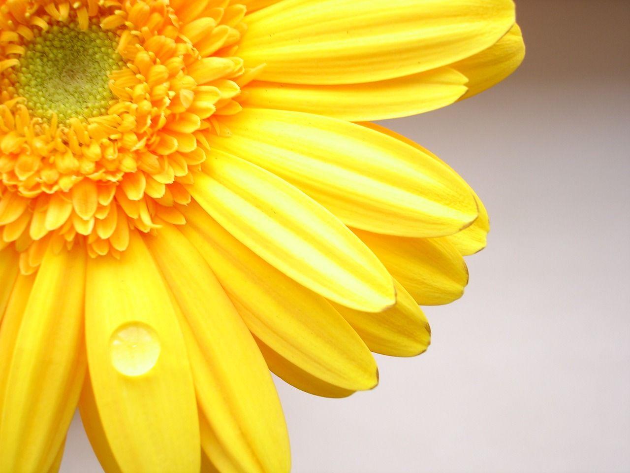 Yellow Floral Wallpapers Top Free Yellow Floral Backgrounds WallpaperAccess
