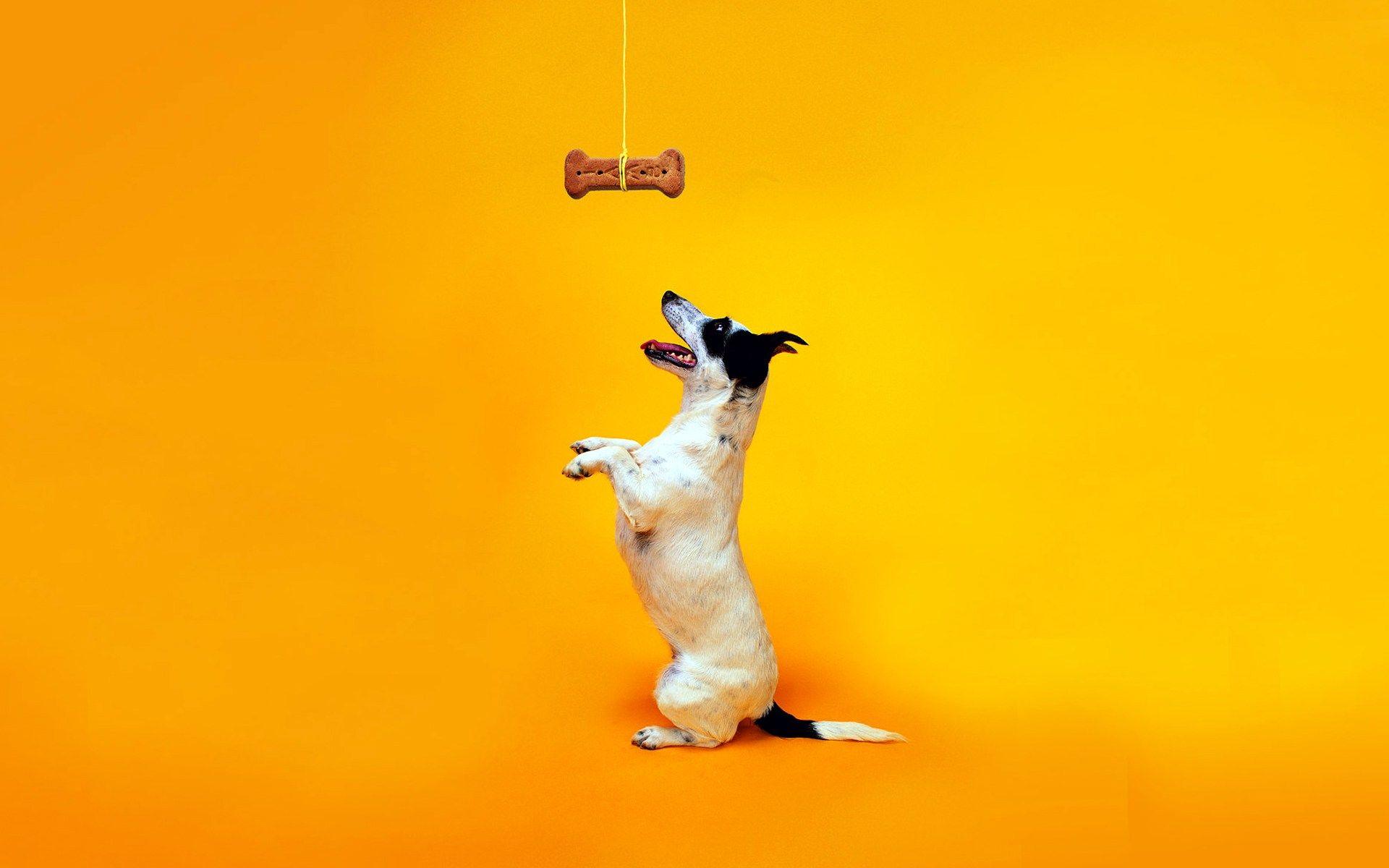 Cute Yellow Wallpapers Top Free Cute Yellow Backgrounds WallpaperAccess