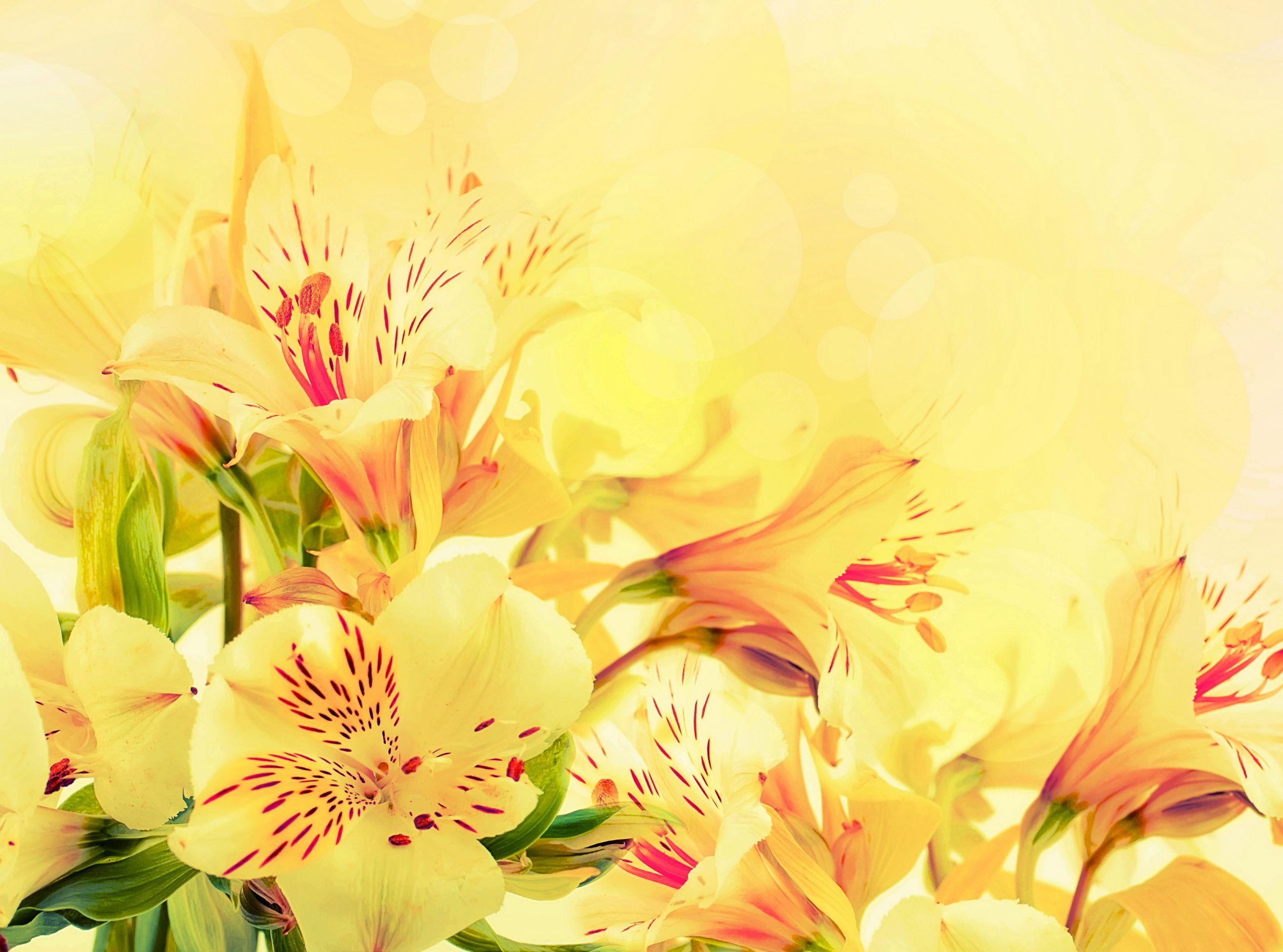 Pink and Yellow Flowers Wallpapers Top Free Pink and Yellow Flowers