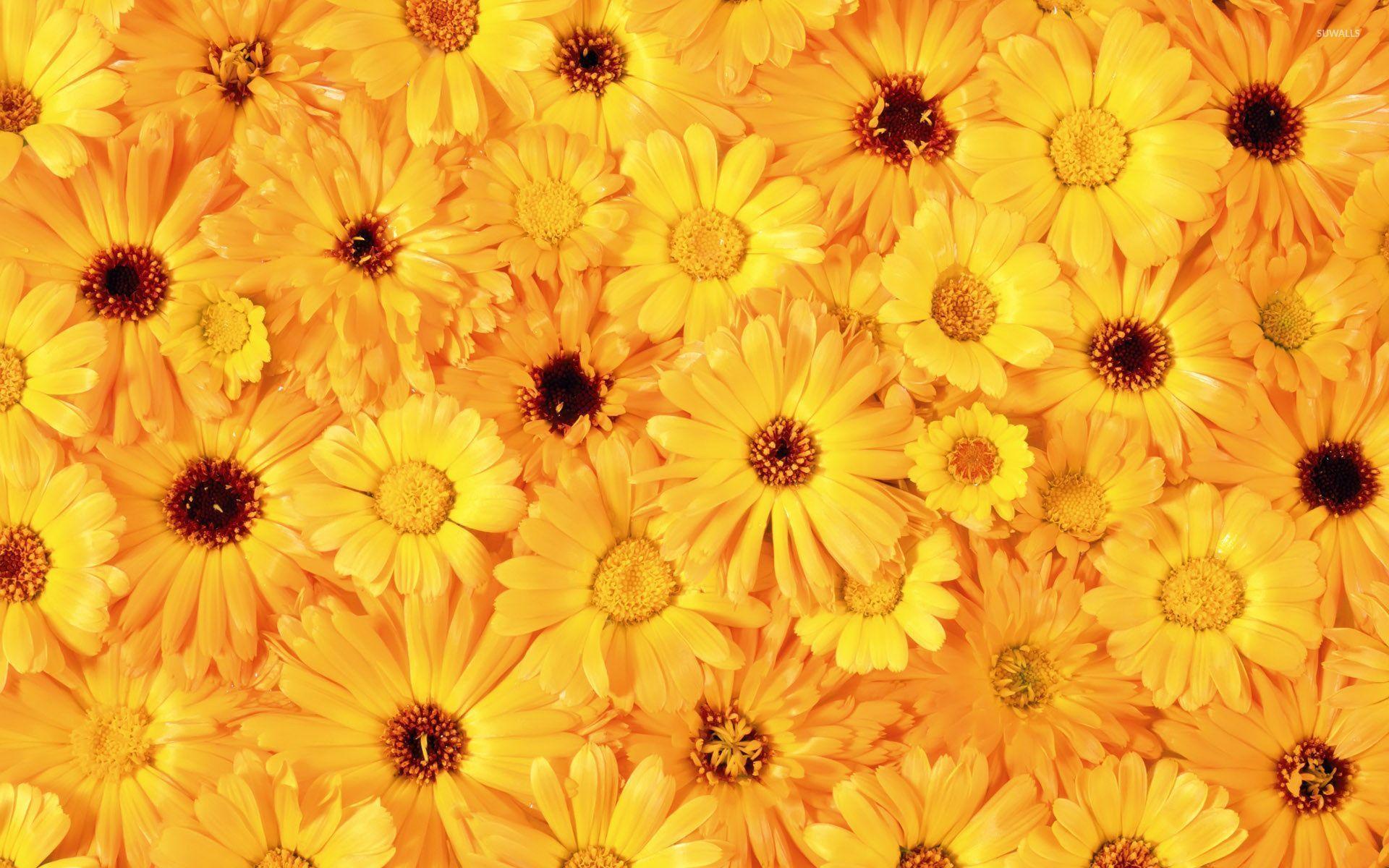 Yellow Daisy Wallpapers Top Free Yellow Daisy Backgrounds