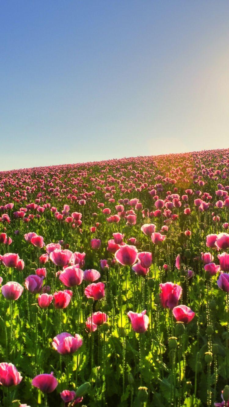 Field iPhone Wallpapers Top Free Field iPhone Backgrounds