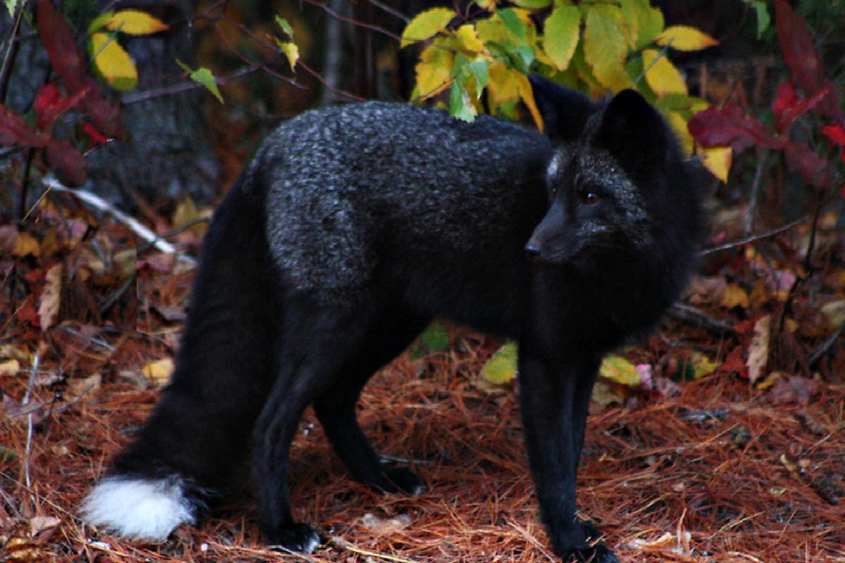 Black Fox Wallpapers Top Free Black Fox Backgrounds WallpaperAccess