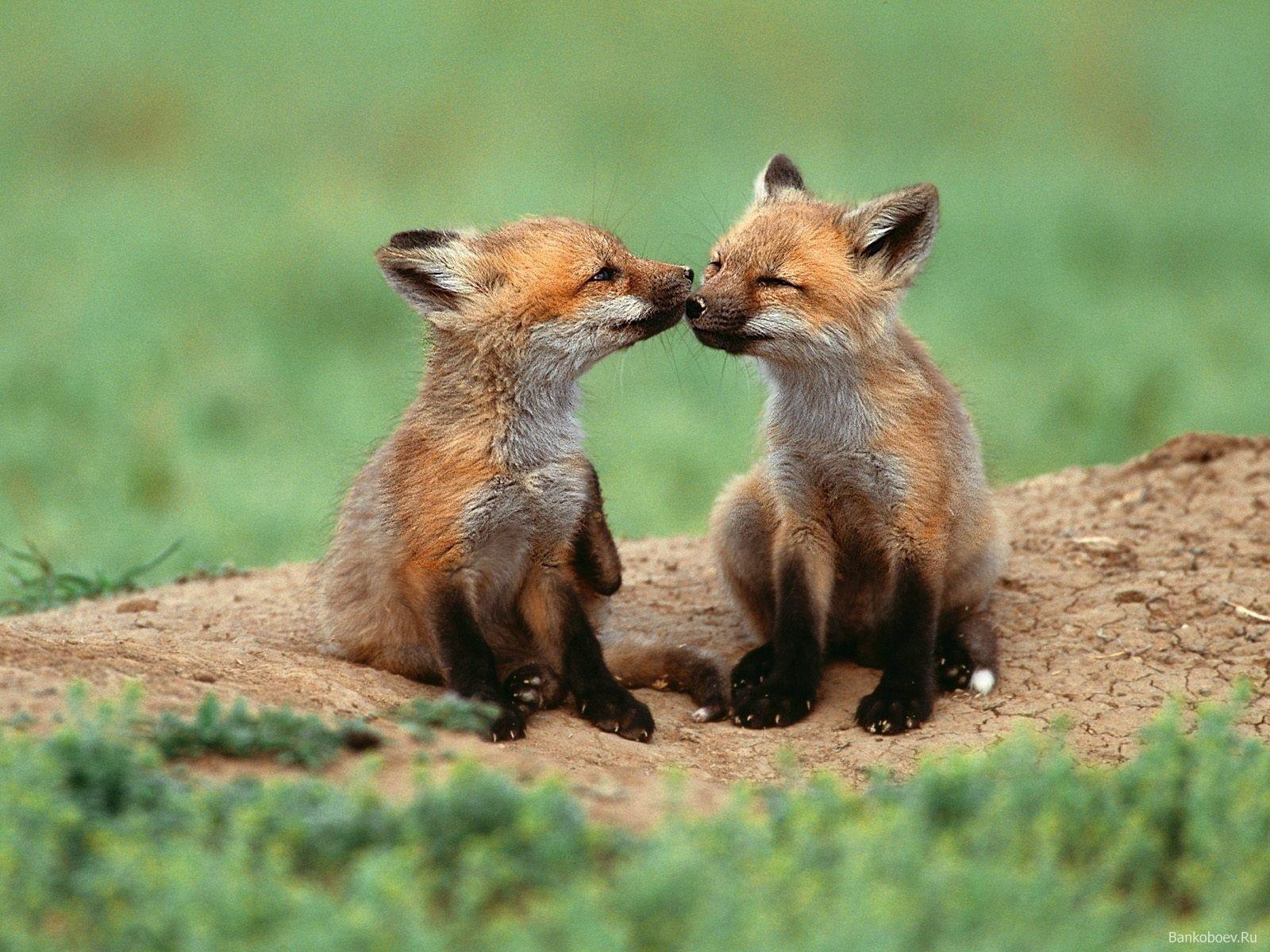 Cute Red Fox Wallpapers Top Free Cute Red Fox Backgrounds