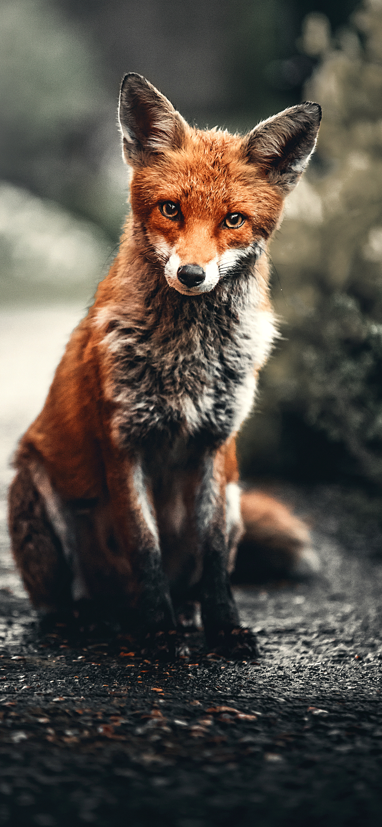 Fox iPhone Wallpapers Top Free Fox iPhone Backgrounds WallpaperAccess