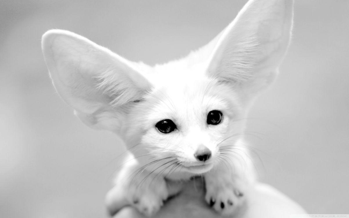 White Fox Wallpapers Top Free White Fox Backgrounds WallpaperAccess