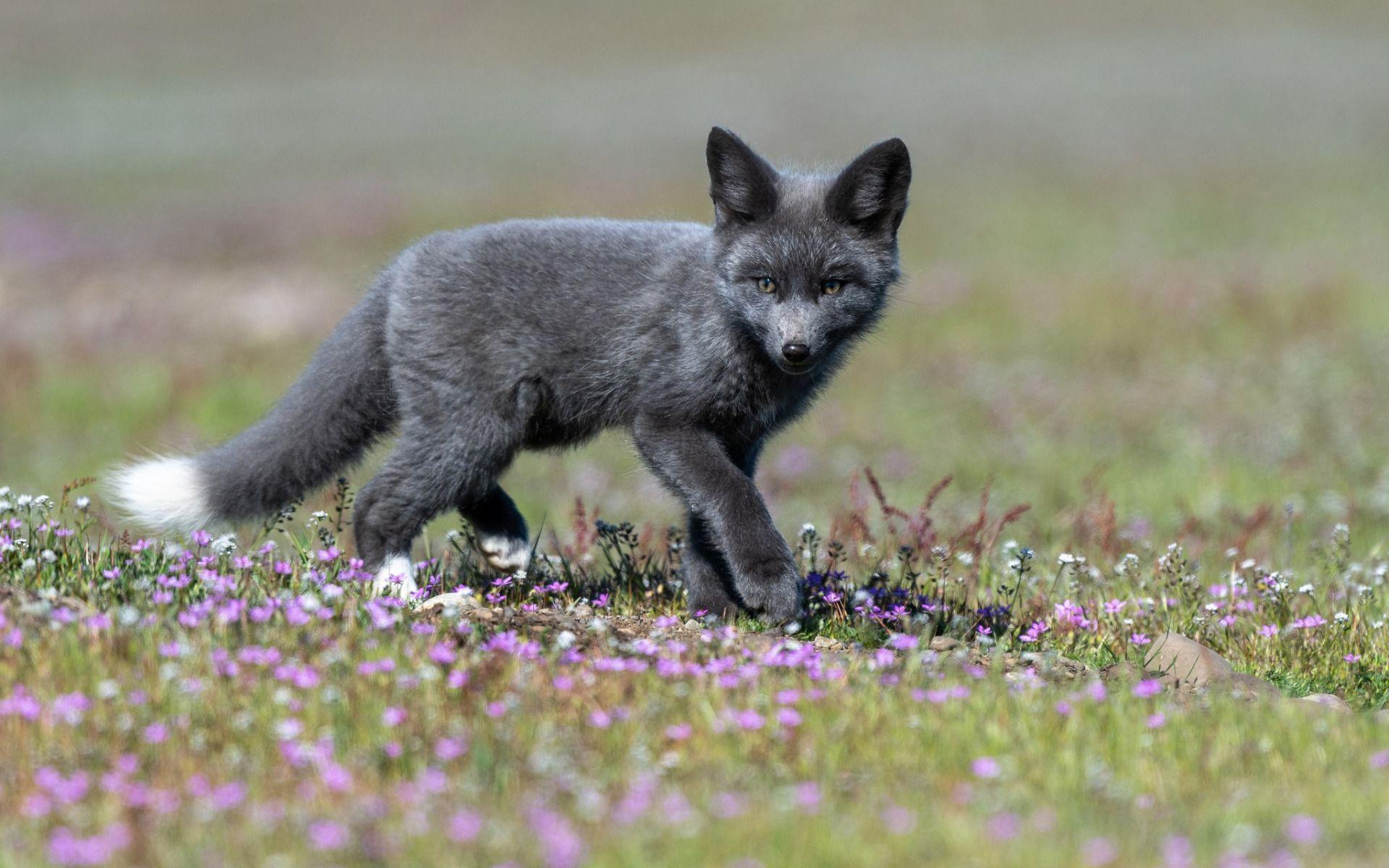 Black Fox Wallpapers Top Free Black Fox Backgrounds WallpaperAccess