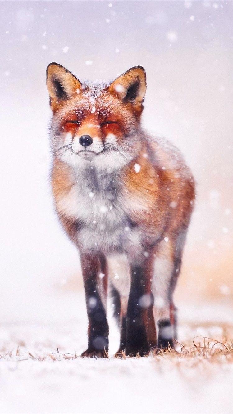 Fox iPhone Wallpapers Top Free Fox iPhone Backgrounds WallpaperAccess