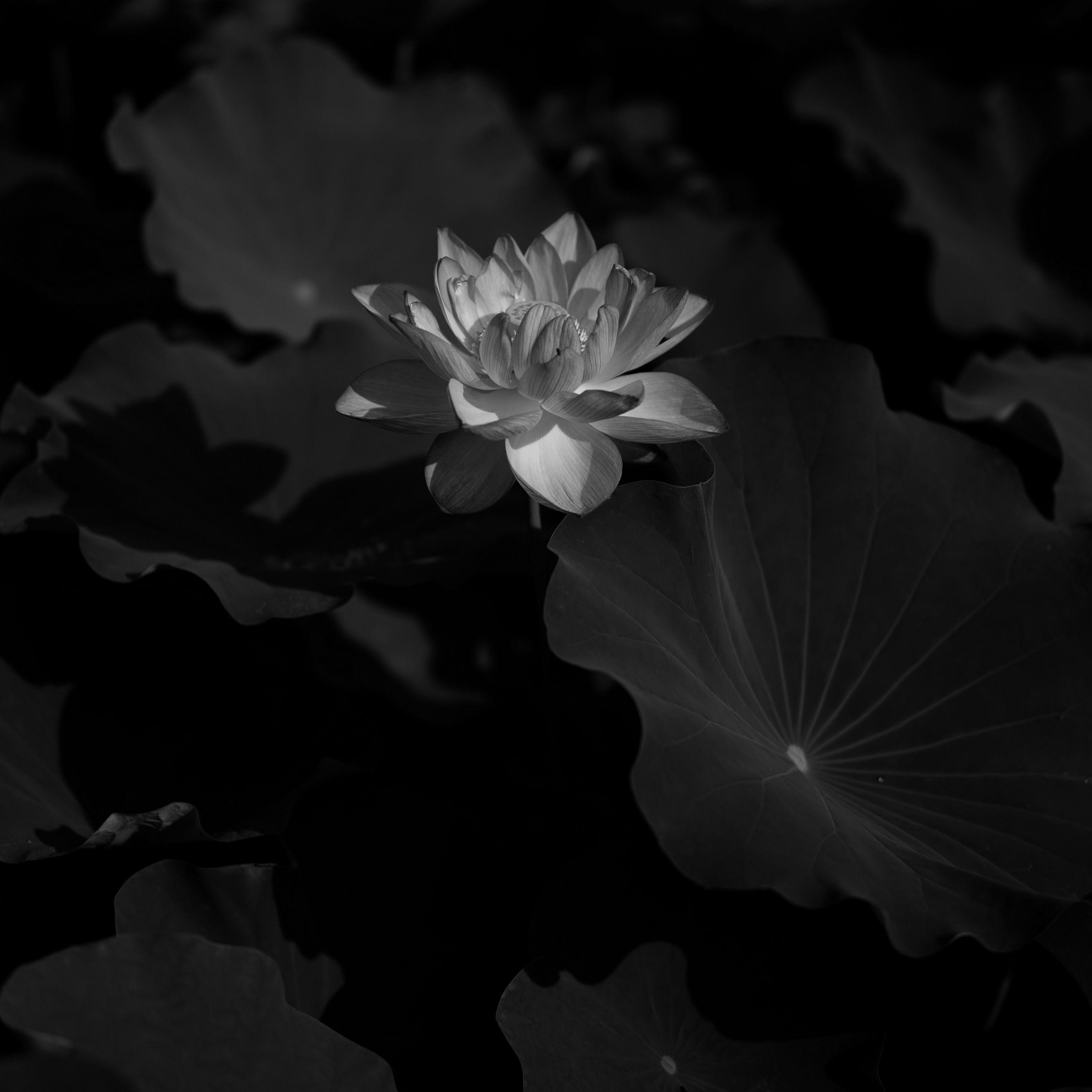 Black Lotus Wallpapers Top Free Black Lotus Backgrounds WallpaperAccess