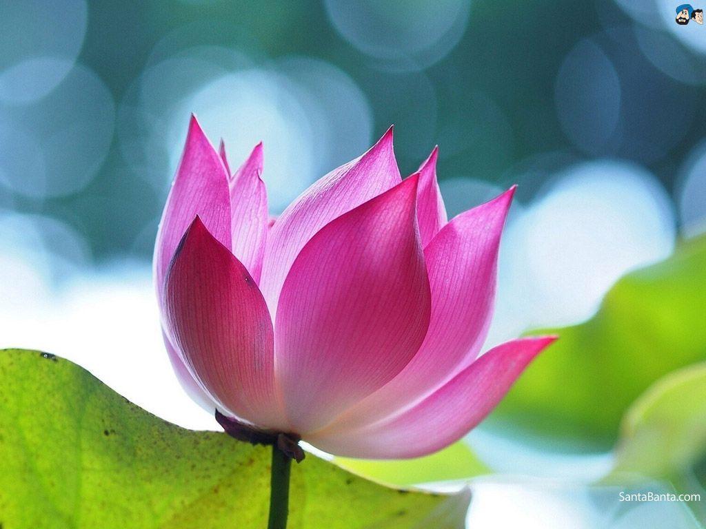 Zen Lotus HD Wallpapers Top Free Zen Lotus HD Backgrounds WallpaperAccess