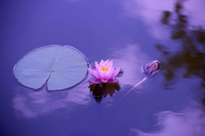 Zen Lotus Flower Wallpapers - Top Free Zen Lotus Flower Backgrounds ... Makhadzi mjolo mp3 download