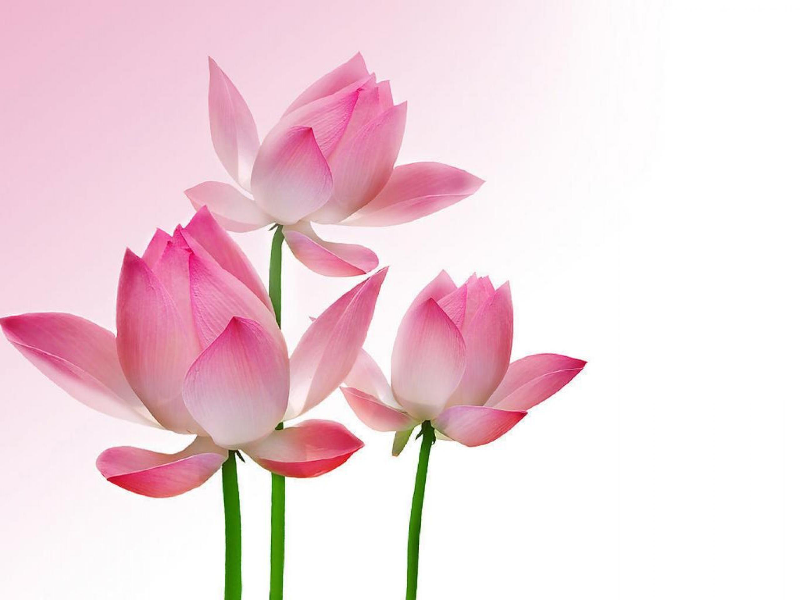 Zen Lotus HD Wallpapers Top Free Zen Lotus HD Backgrounds WallpaperAccess