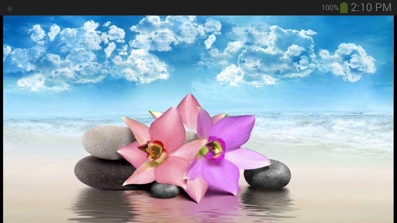 Zen Lotus Flower Pink Wallpapers Top Free Zen Lotus Flower Pink