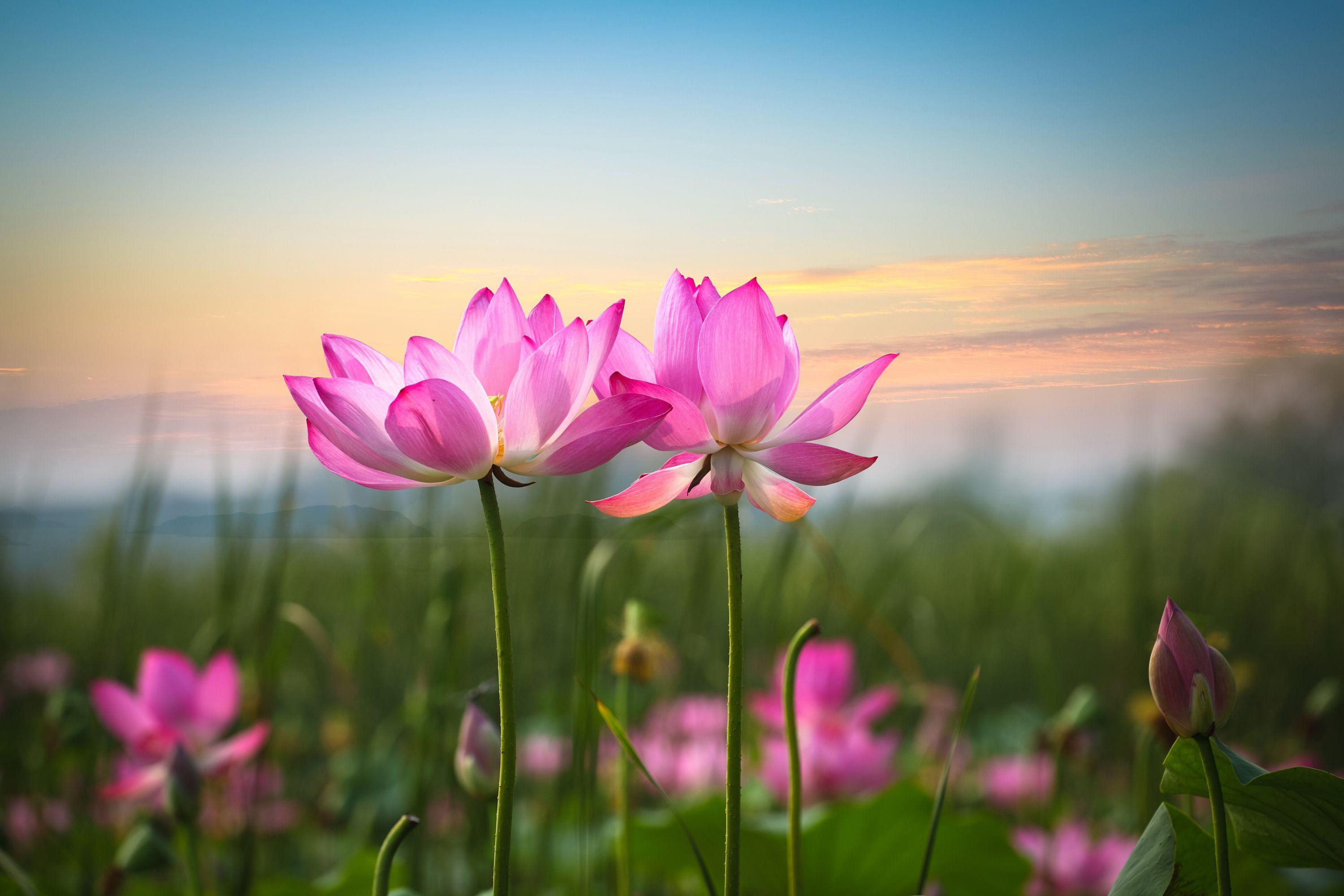 Zen Lotus Flower Pink Wallpapers Top Free Zen Lotus Flower Pink