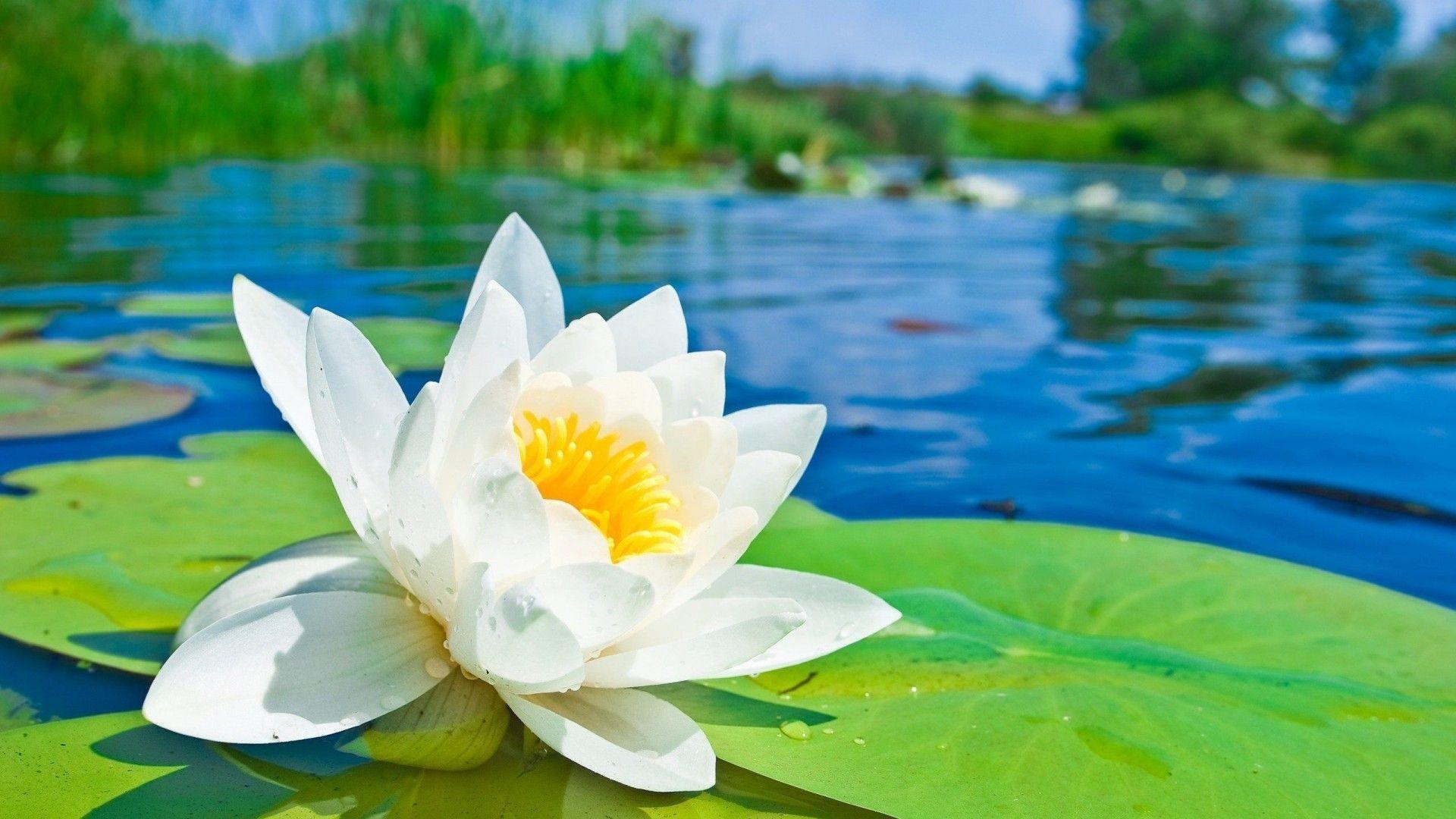 Zen Lotus HD Wallpapers Top Free Zen Lotus HD Backgrounds WallpaperAccess