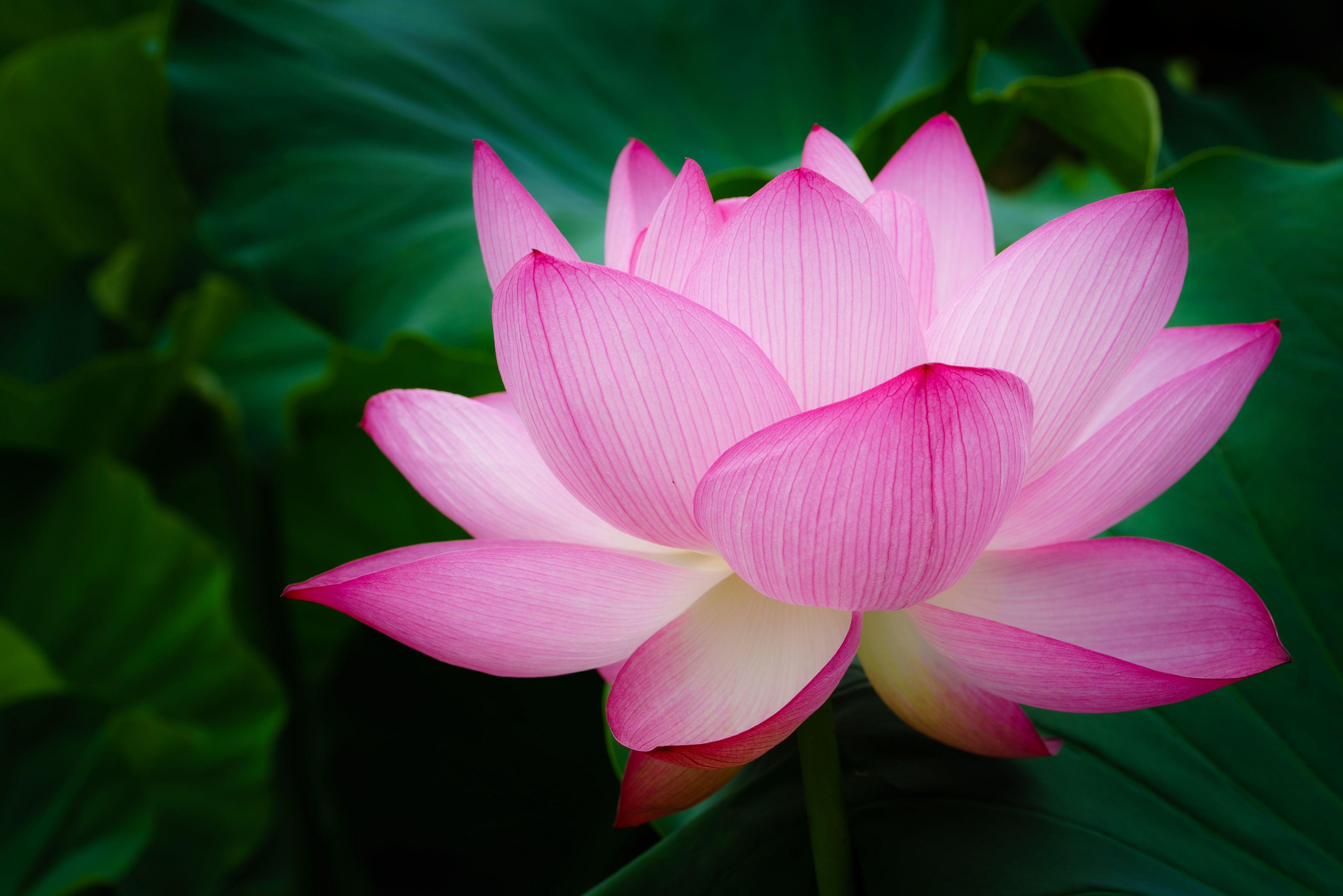 Zen Lotus HD Wallpapers Top Free Zen Lotus HD Backgrounds WallpaperAccess