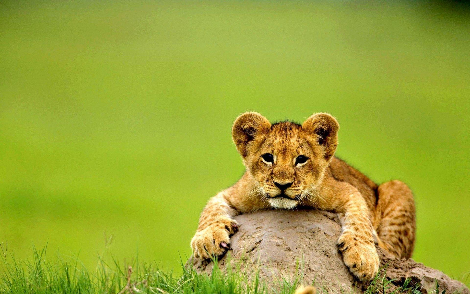 Baby Lion Wallpapers Top Free Baby Lion Backgrounds WallpaperAccess