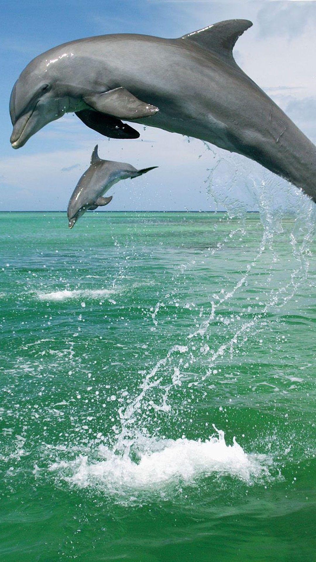 Baby Pink Dolphin Wallpapers Top Free Baby Pink Dolphin