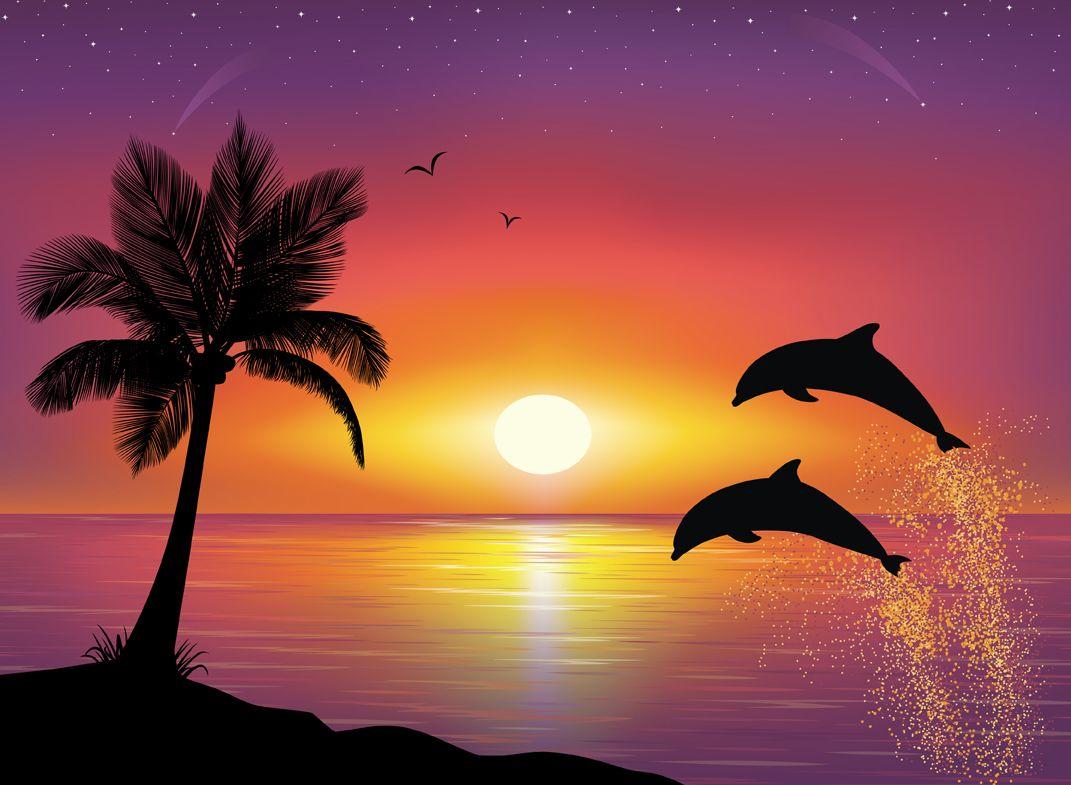 Baby Pink Dolphin Wallpapers Top Free Baby Pink Dolphin