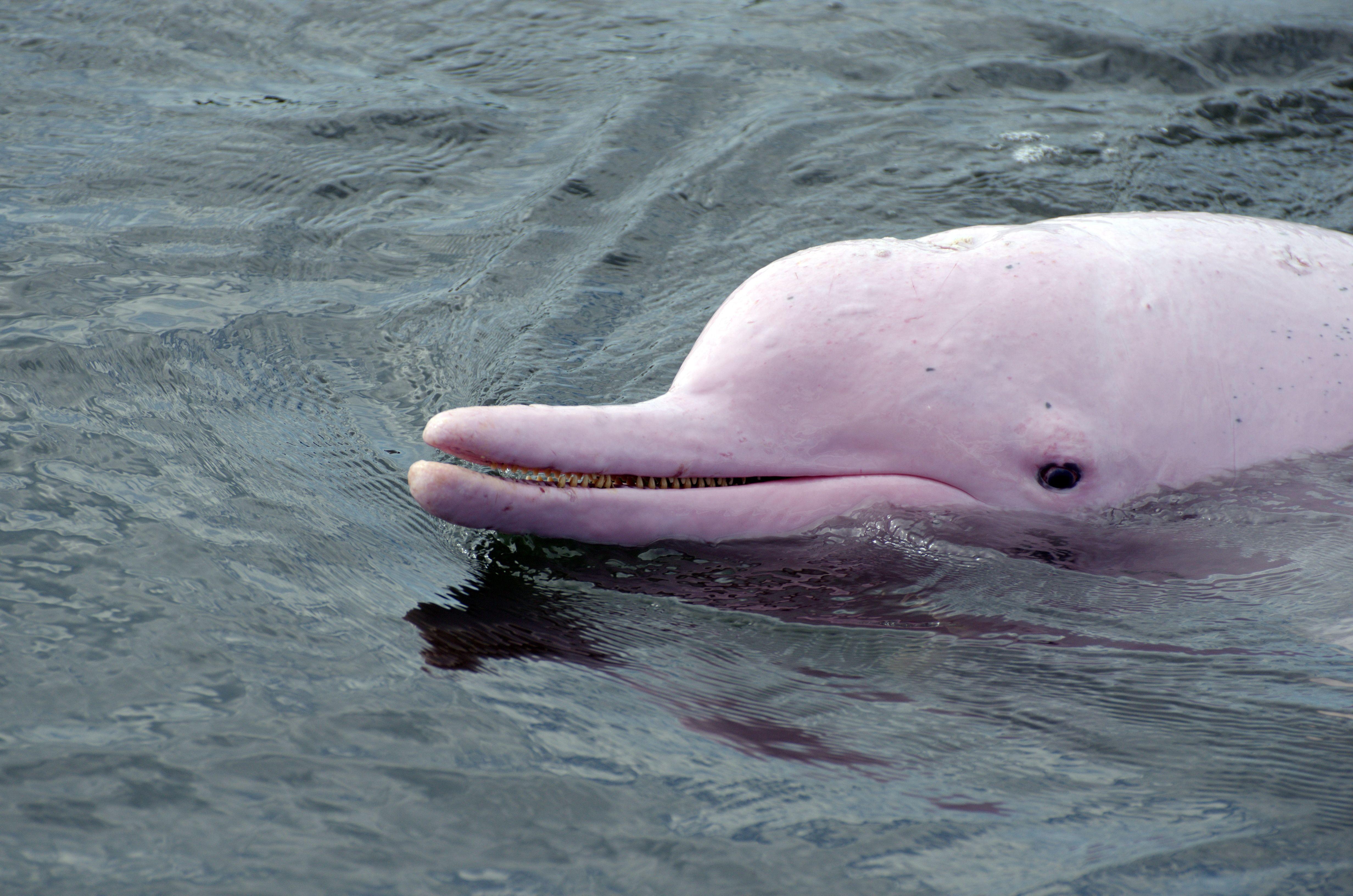 Baby Pink Dolphin Wallpapers Top Free Baby Pink Dolphin Backgrounds WallpaperAccess