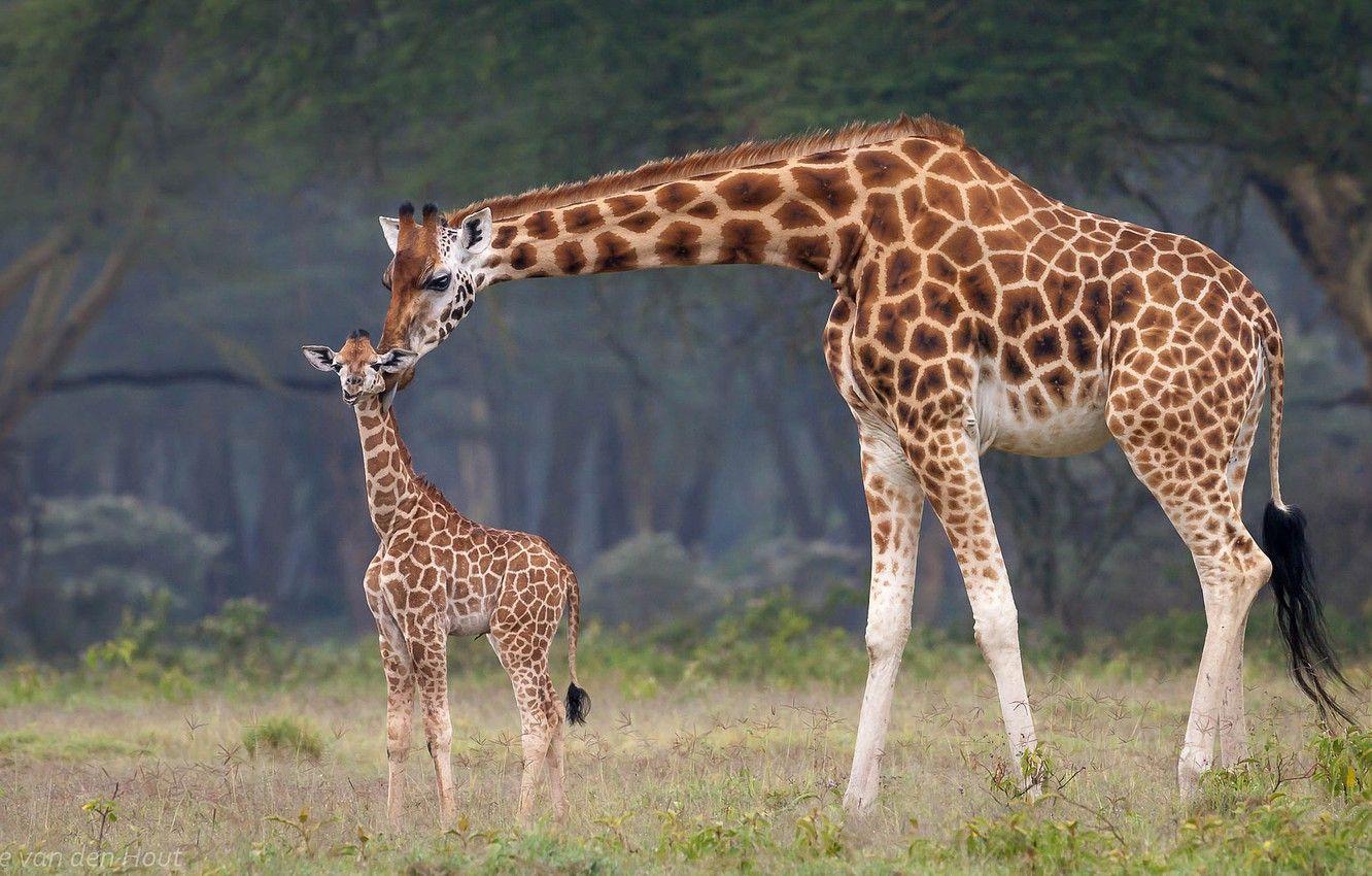 Baby Giraffe Wallpapers Top Free Baby Giraffe Backgrounds WallpaperAccess