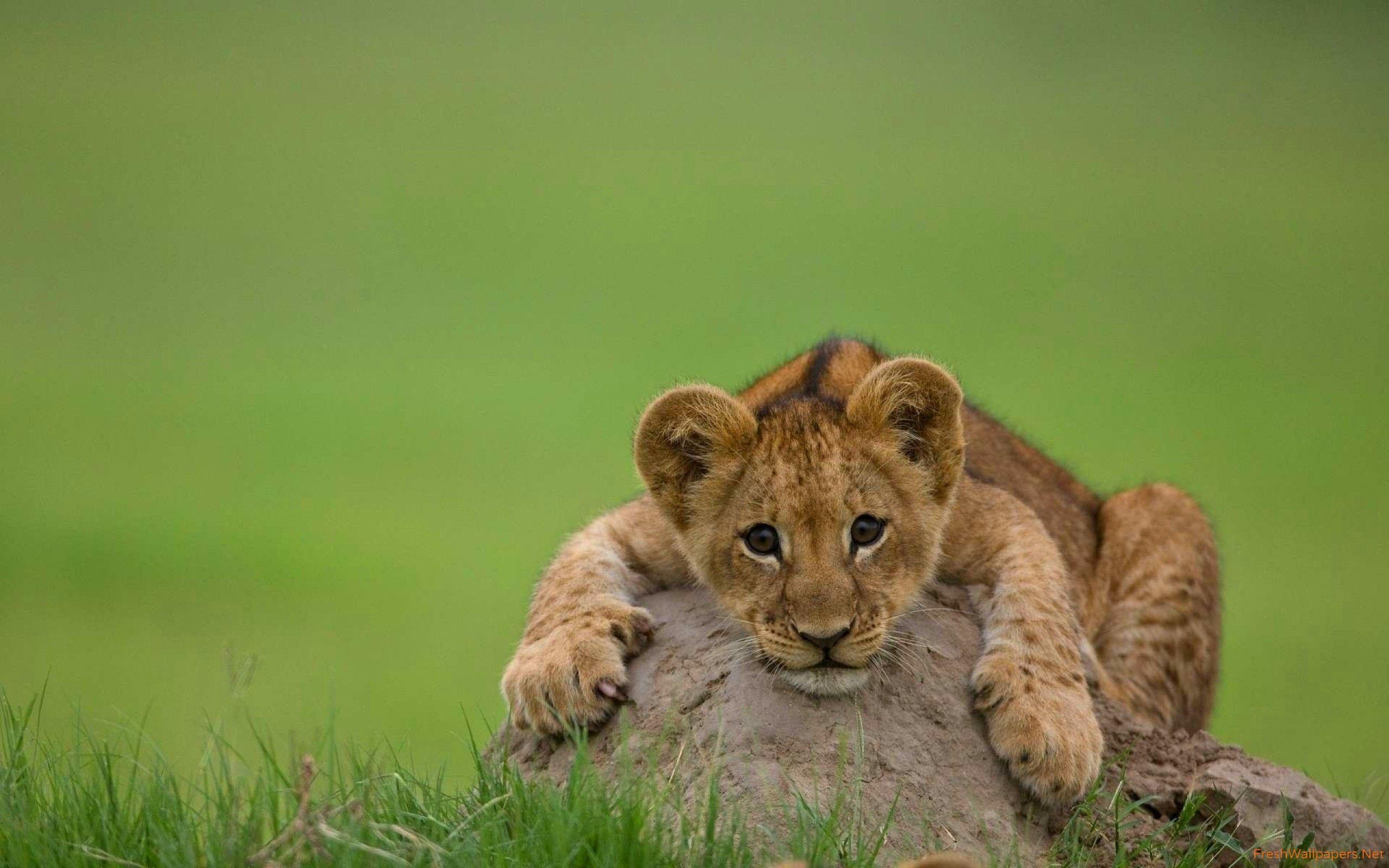 Baby Lion Wallpapers Top Free Baby Lion Backgrounds WallpaperAccess