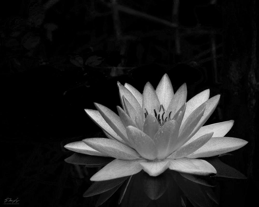 Black Lotus Wallpapers Top Free Black Lotus Backgrounds WallpaperAccess