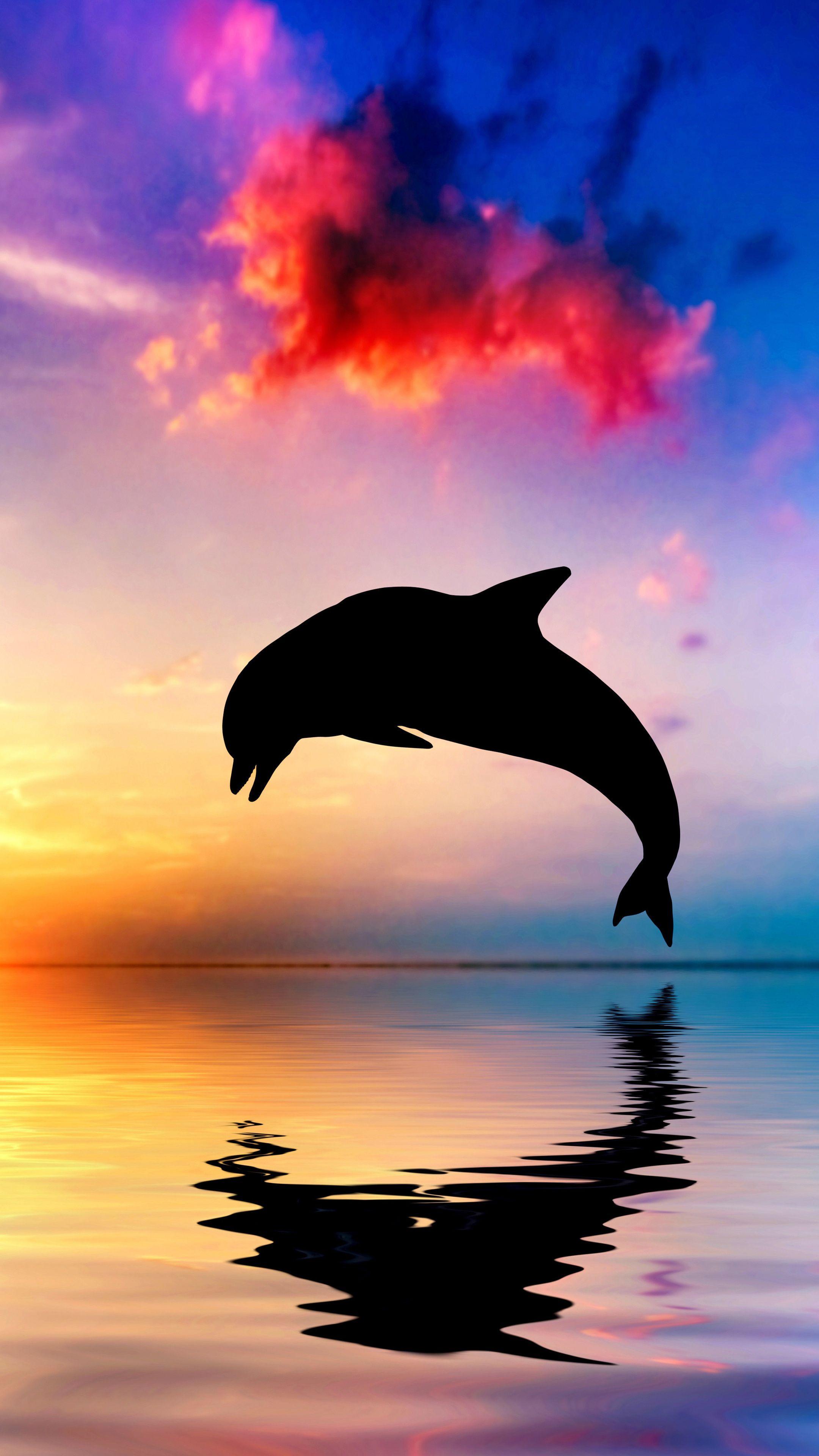 Dolphin Sunset Wallpapers Top Free Dolphin Sunset
