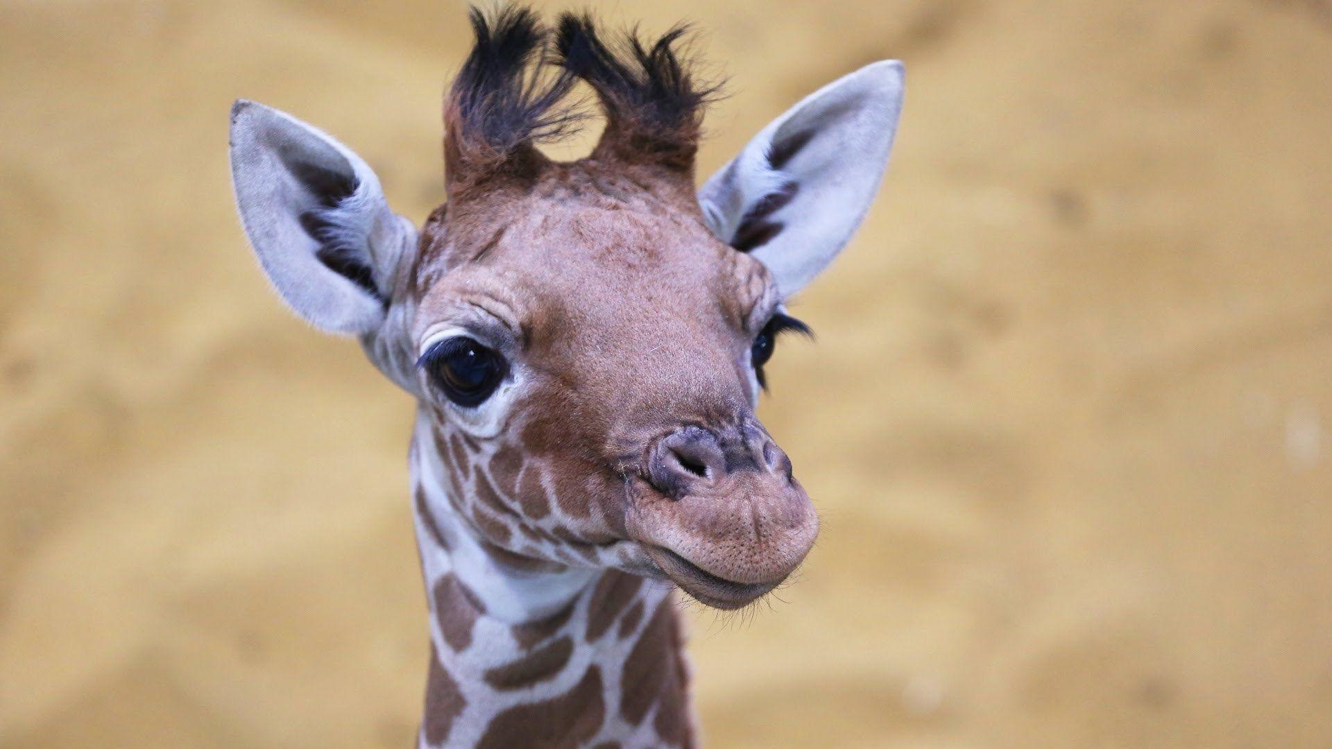 Baby Giraffe Wallpapers Top Free Baby Giraffe Backgrounds WallpaperAccess