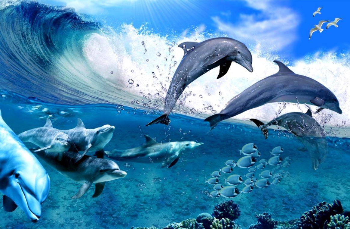 Dolphin Beach Wallpapers Top Free Dolphin Beach Backgrounds