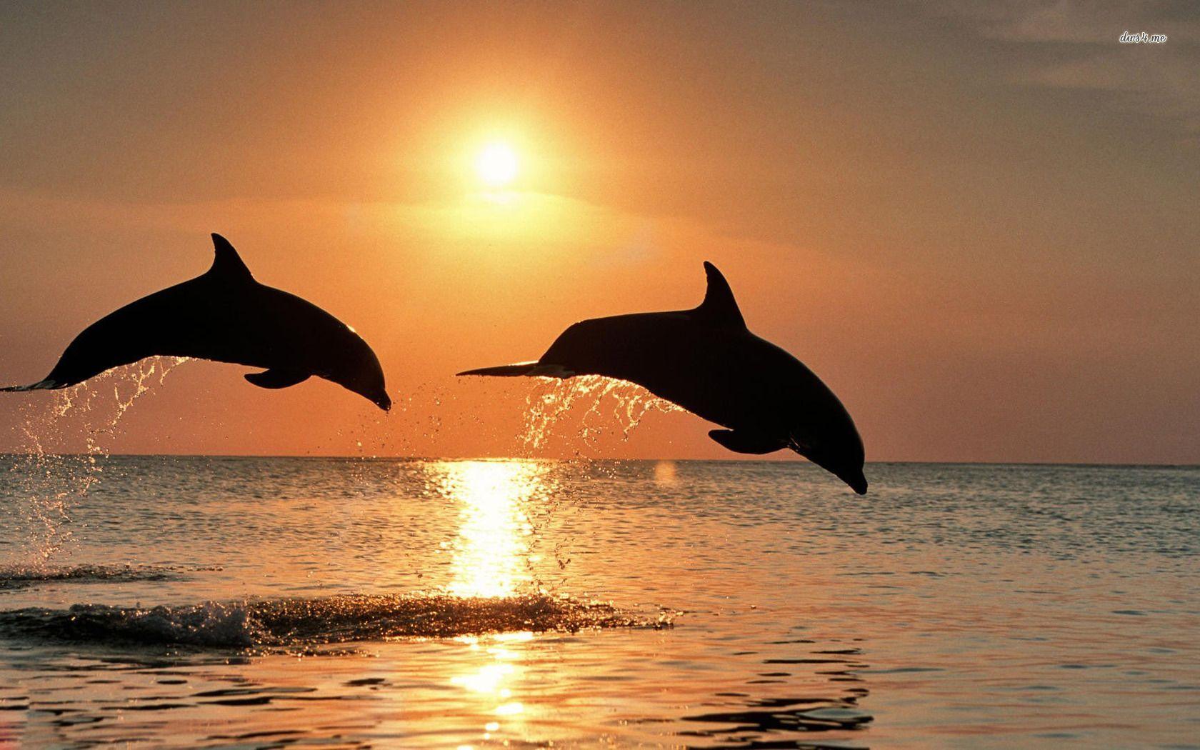 Cute Baby Dolphins Wallpapers Top Free Cute Baby Dolphins Backgrounds