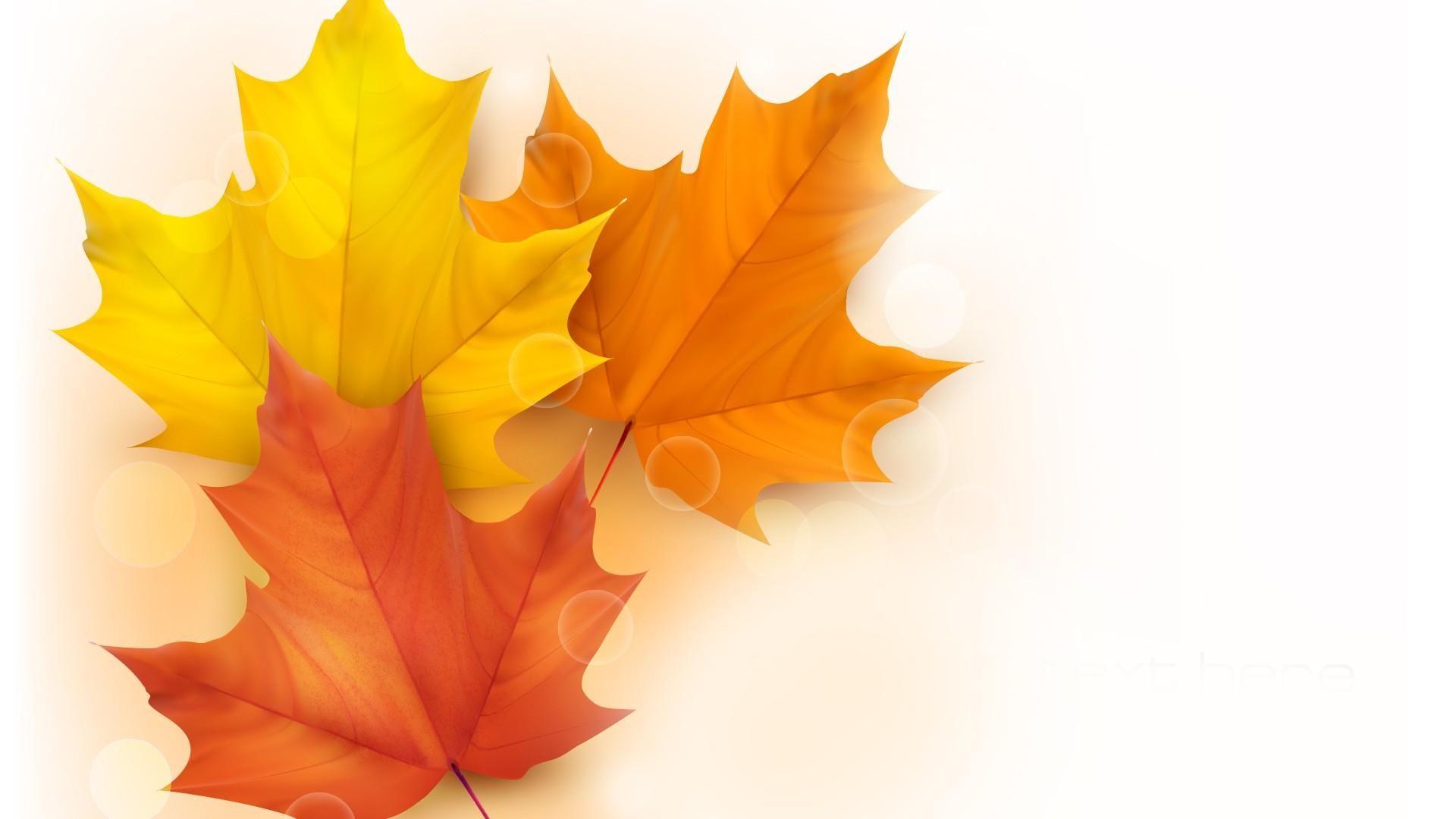 Maple Leaves Wallpapers Top Free Maple Leaves Backgrounds