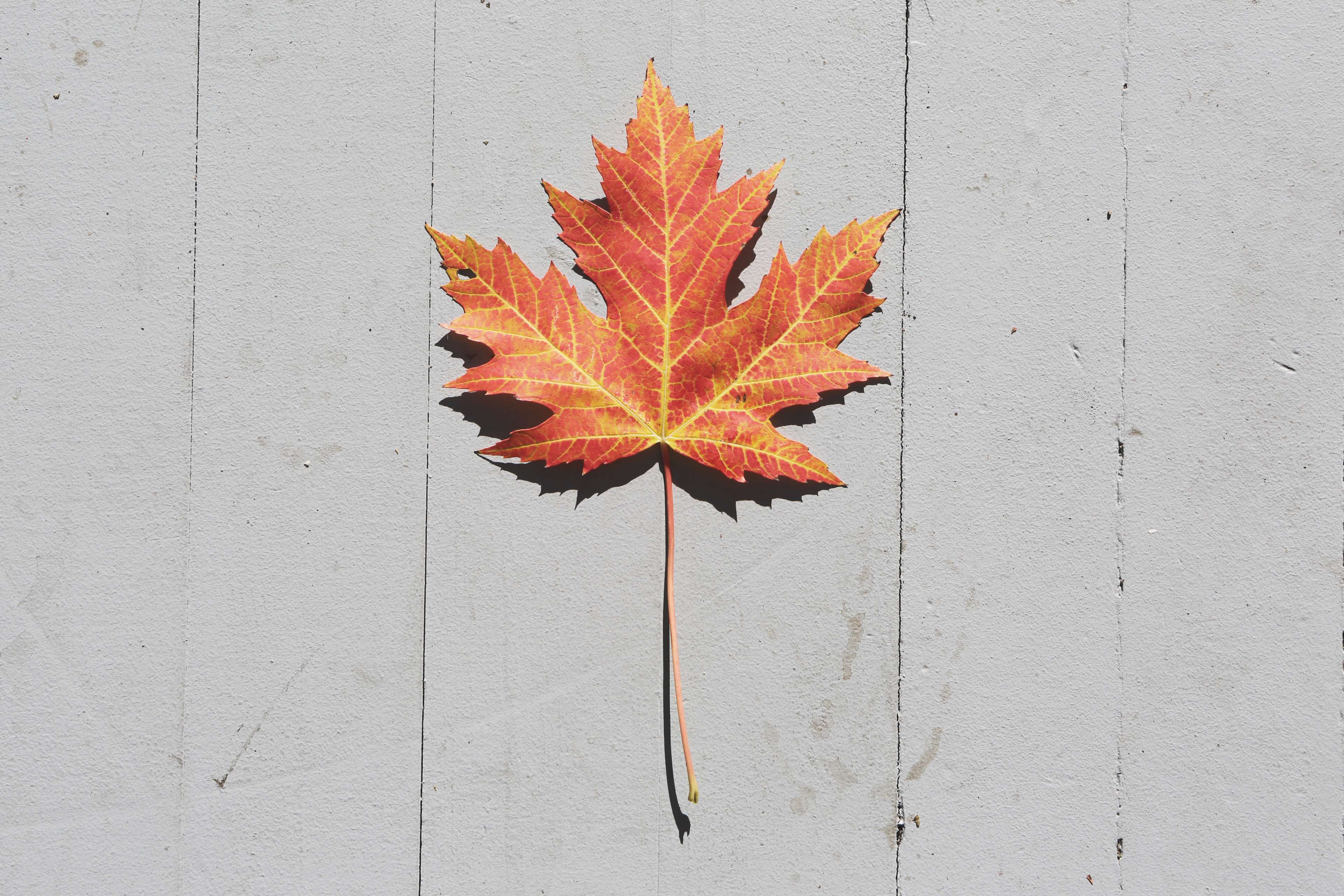 Maple Leaves Wallpapers Top Free Maple Leaves Backgrounds