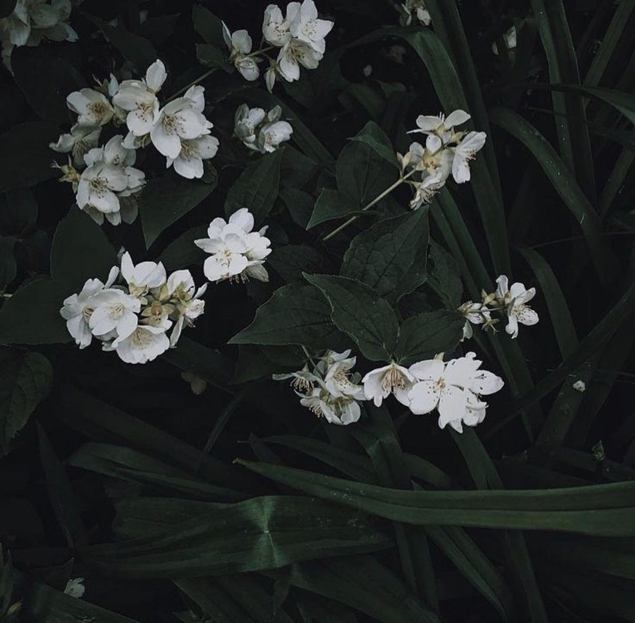 Dark Green Aesthetic Wallpapers Top Free Dark Green Aesthetic