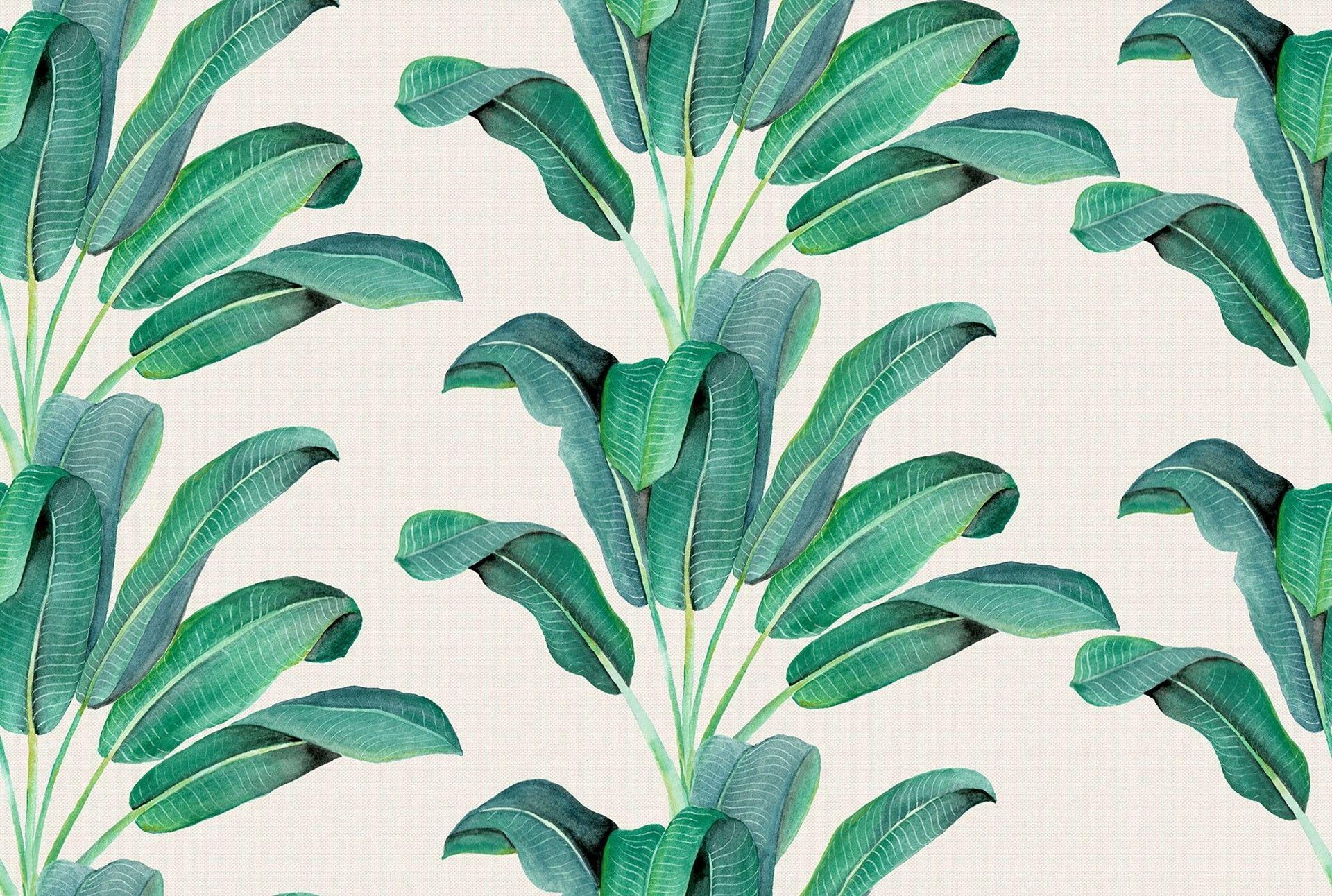 Banana Leaves Wallpapers Top Free Banana Leaves Backgrounds