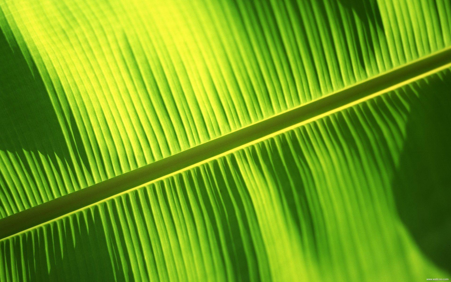 Banana Leaf Wallpapers Top Free Banana Leaf Backgrounds WallpaperAccess