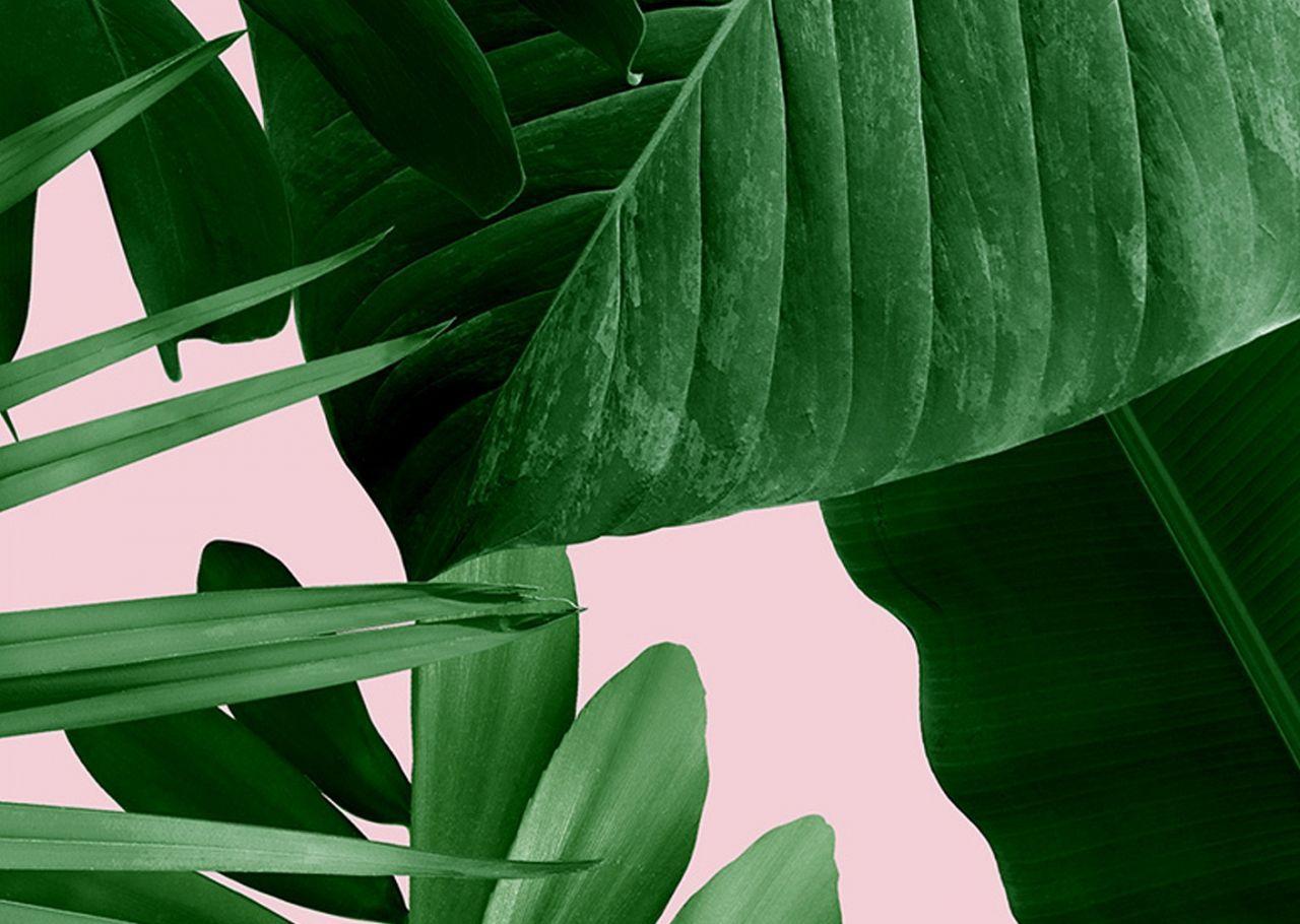 Banana Leaves Wallpapers Top Free Banana Leaves Backgrounds