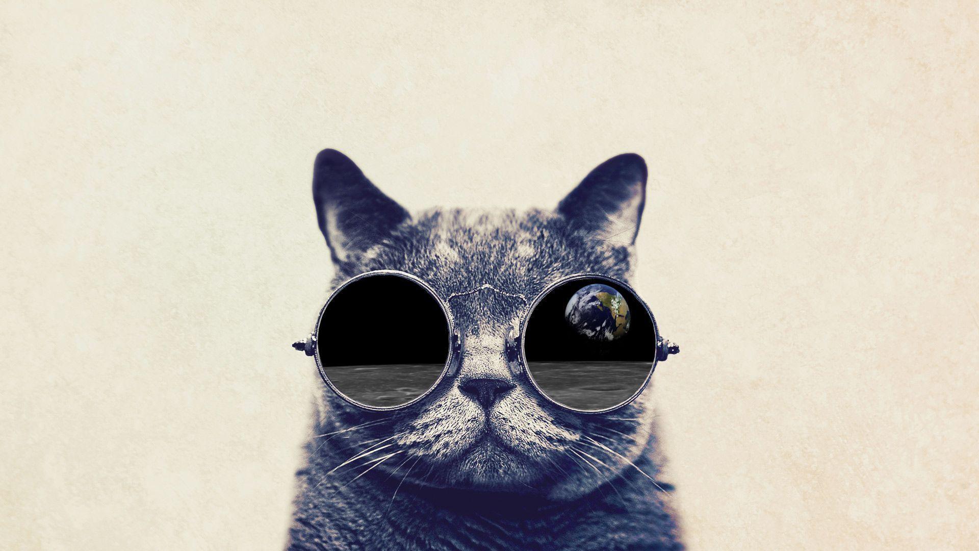 Cat Wearing Glasses Wallpapers Top Free Cat Wearing Glasses