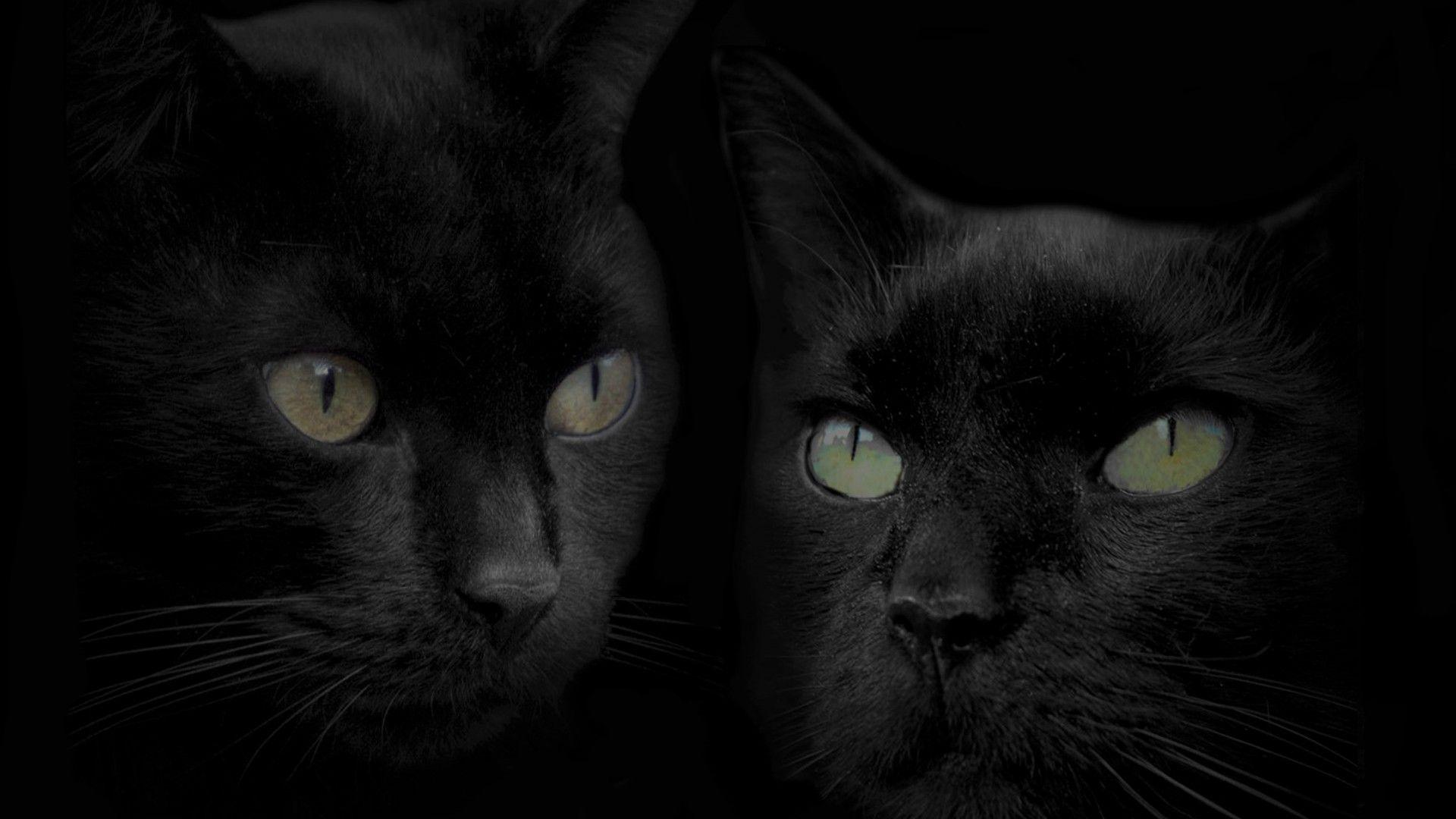 Black Cat Desktop Wallpapers Top Free Black Cat Desktop Backgrounds
