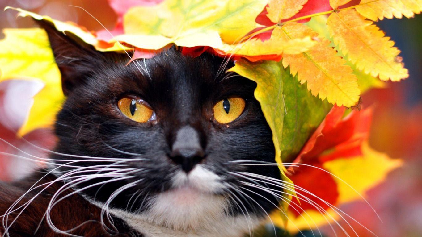 Fall Cat Wallpapers Top Free Fall Cat Backgrounds WallpaperAccess