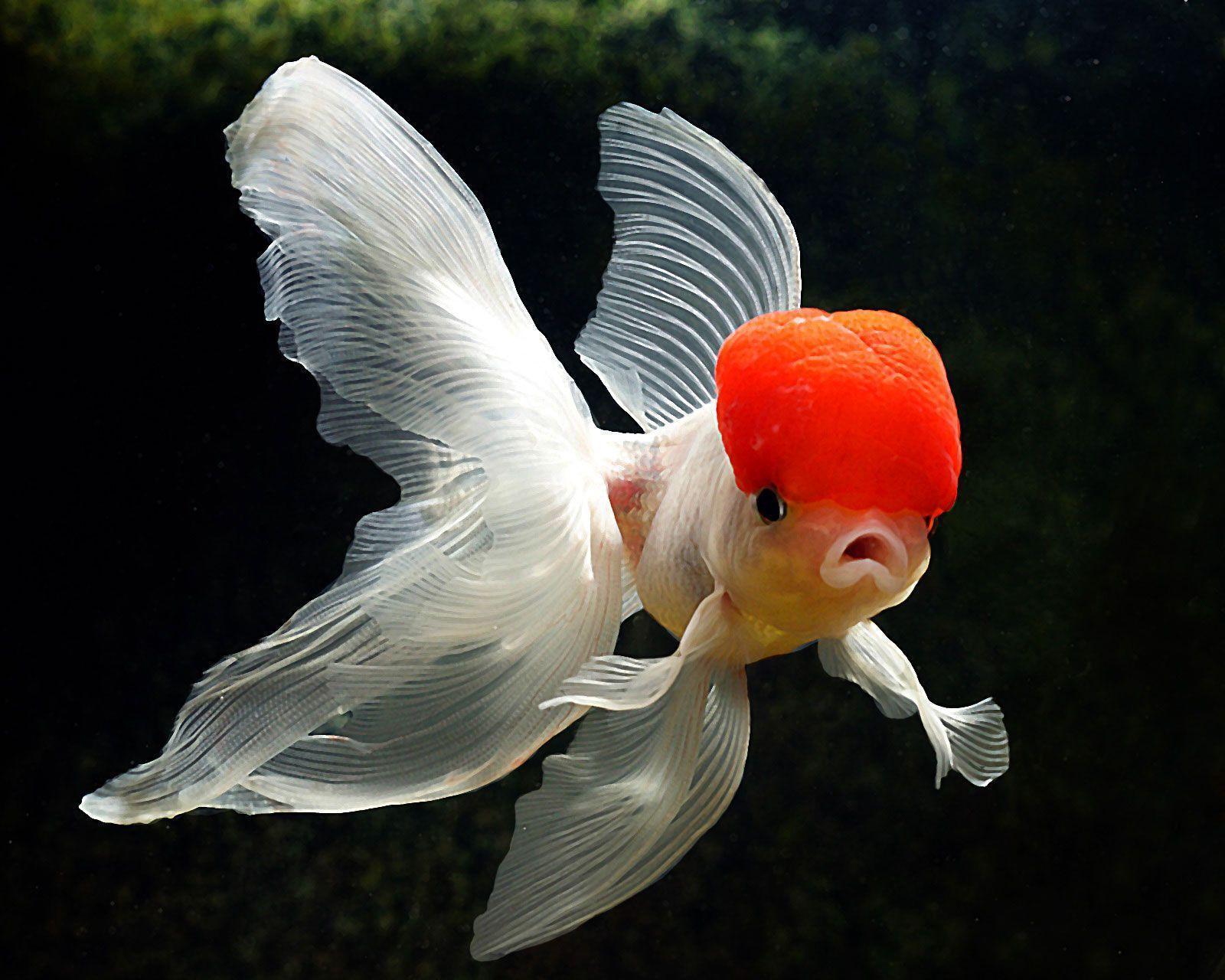 Goldfish HD Wallpapers Top Free Goldfish HD Backgrounds WallpaperAccess