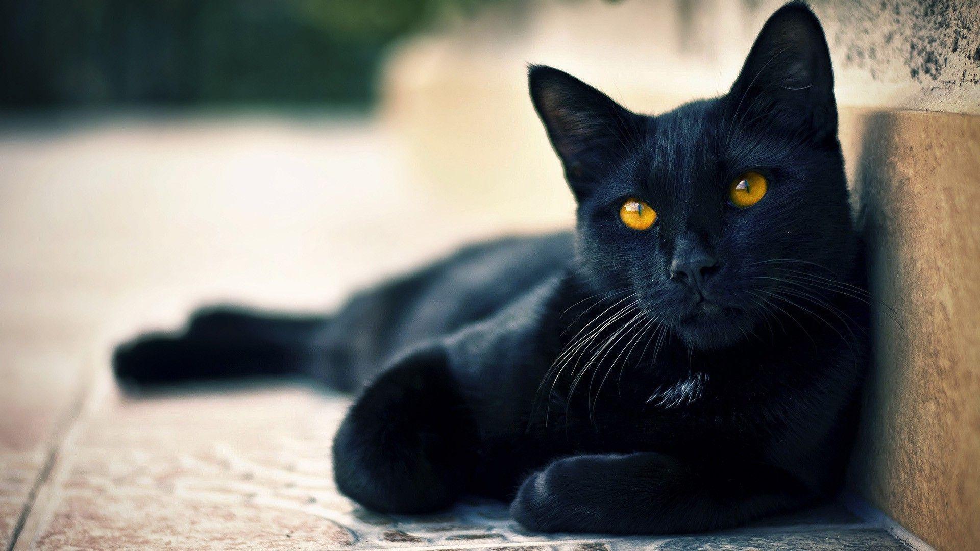 Black Cat Desktop Wallpapers Top Free Black Cat Desktop Backgrounds