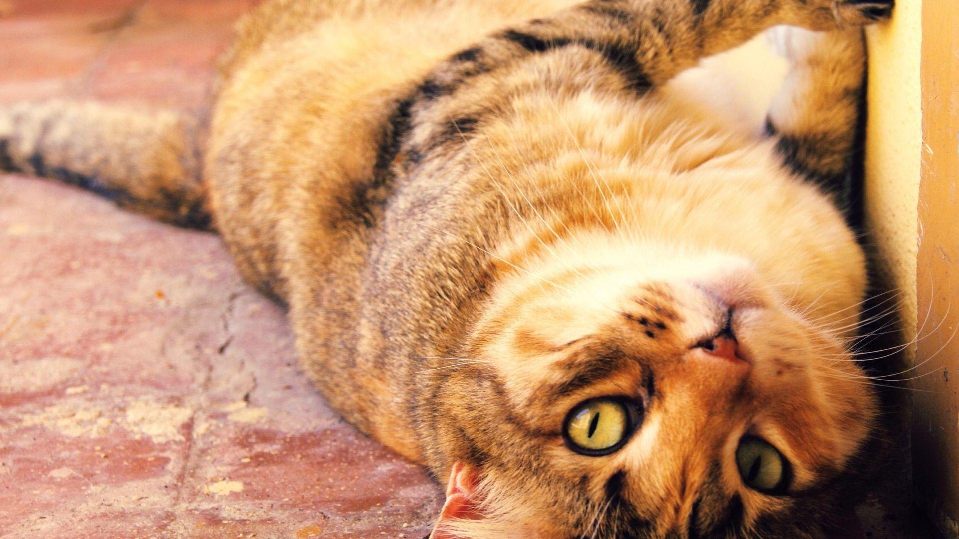 Thanksgiving Cat Desktop Wallpapers Top Free Thanksgiving Cat Desktop Backgrounds