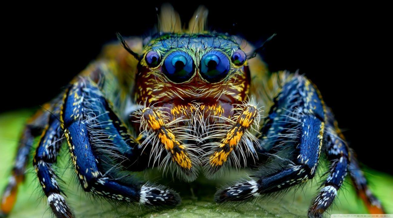 Ultra HD Macro Wallpapers Top Free Ultra HD Macro Backgrounds